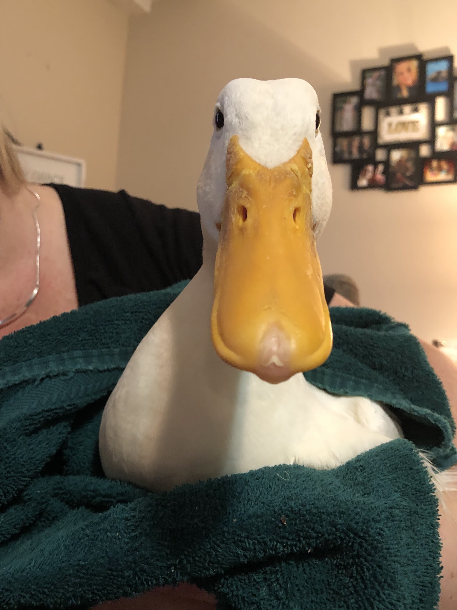 Bremen Animal Hospital Bremen