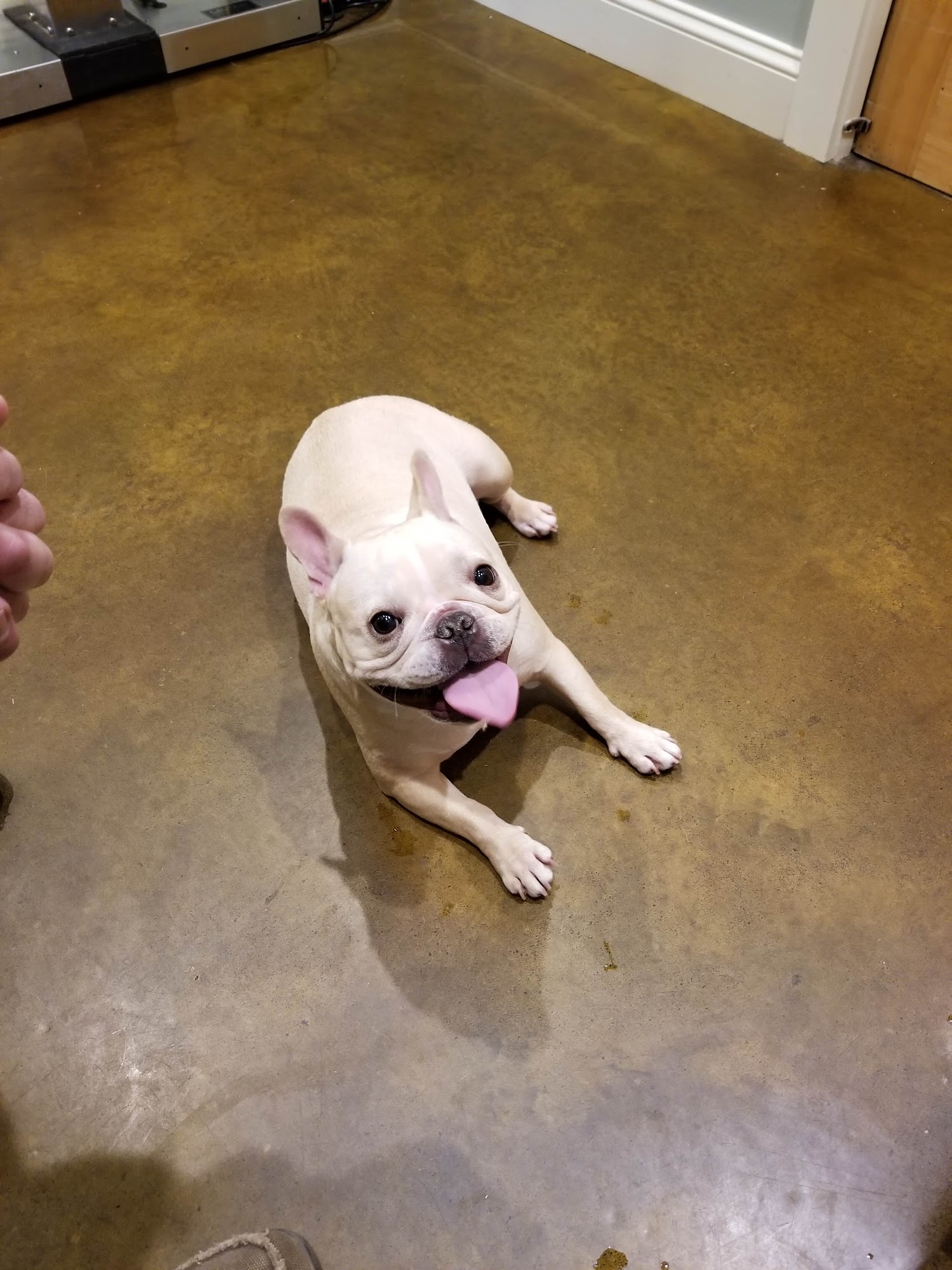 Price Creek Animal Hospital Bremen