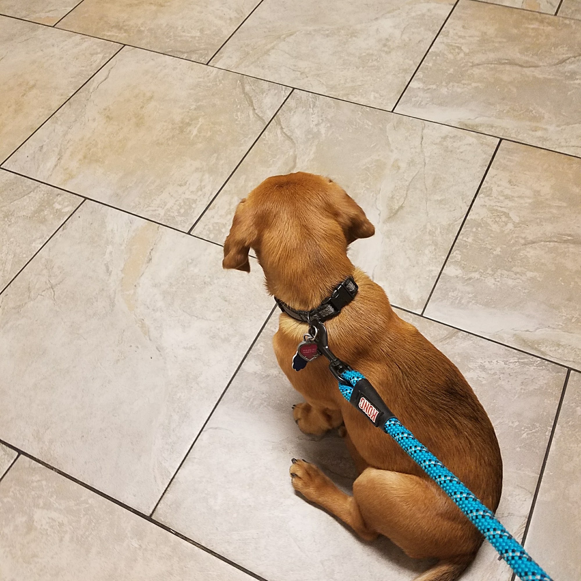 Southeast Georgia Veterinary Clinic Brunswick