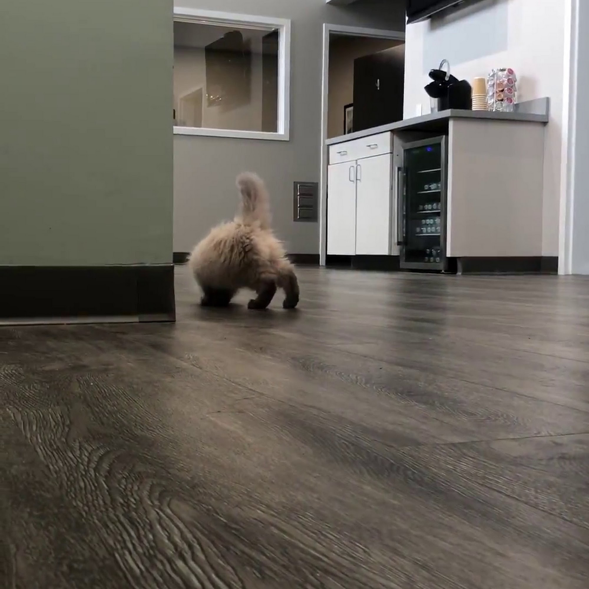 Golden Isles Animal Hospital Brunswick