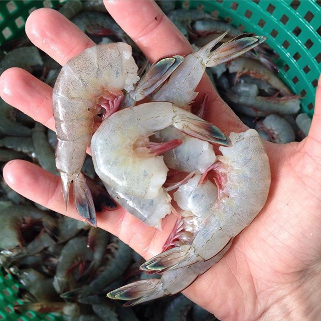 Anchored Shrimp Co. Menu
