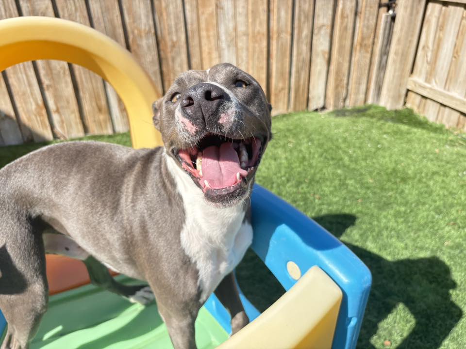 Yappy Days Pet Boarding & Daycare Brunswick