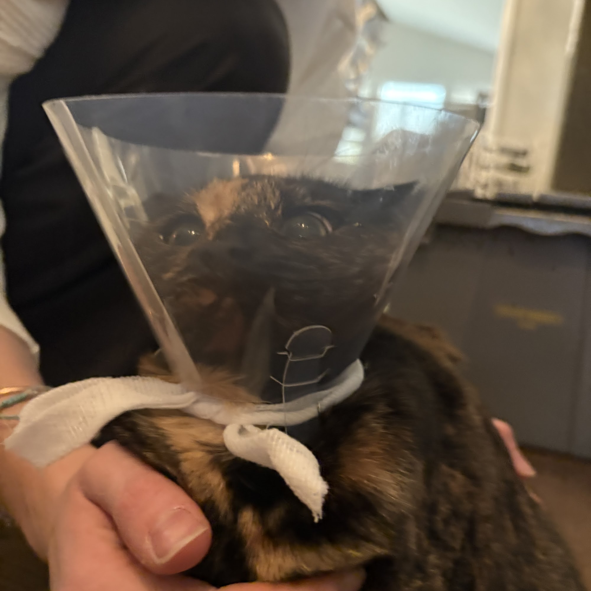 Hamilton Mill Animal Hospital Buford