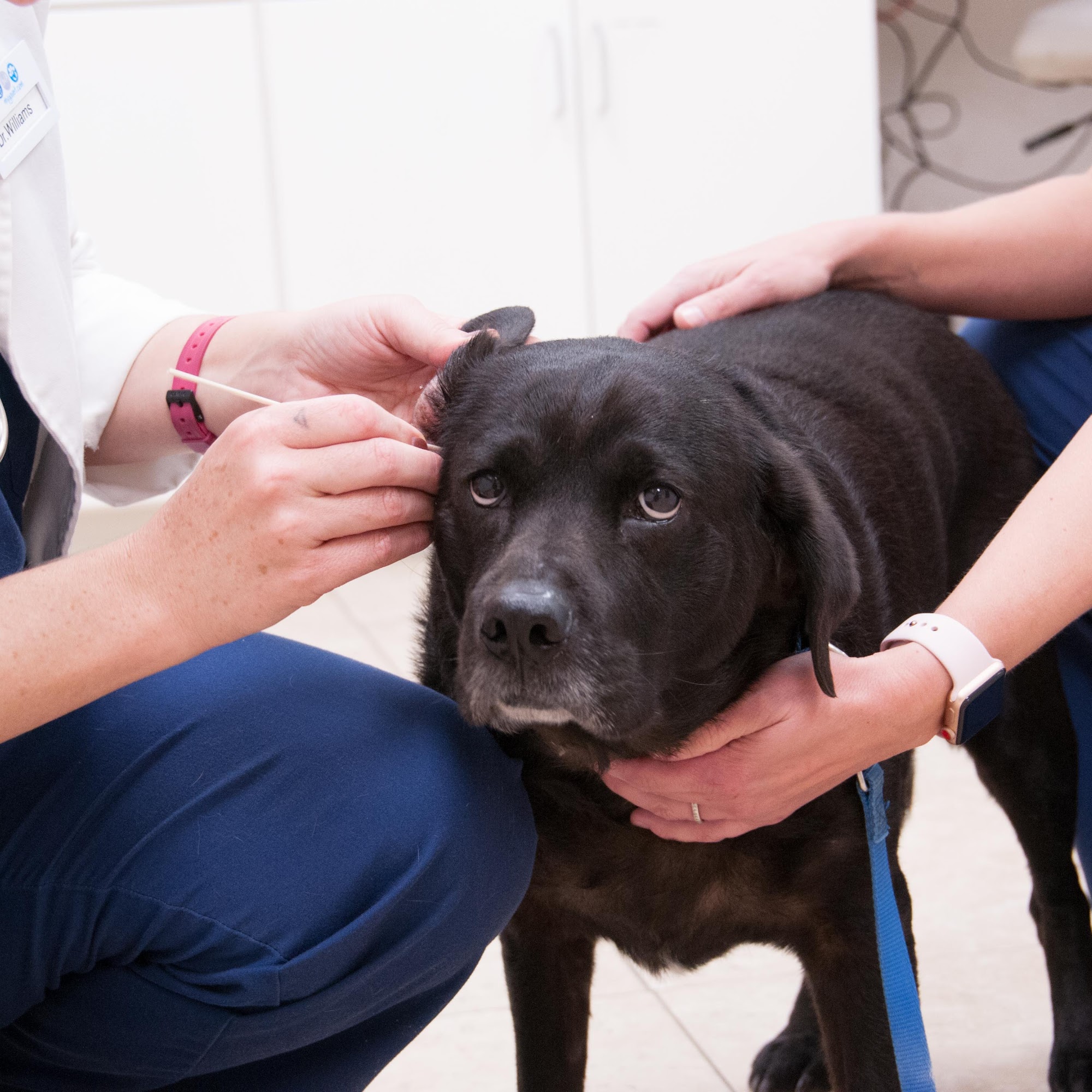 Hamilton Ridge Animal Hospital Buford