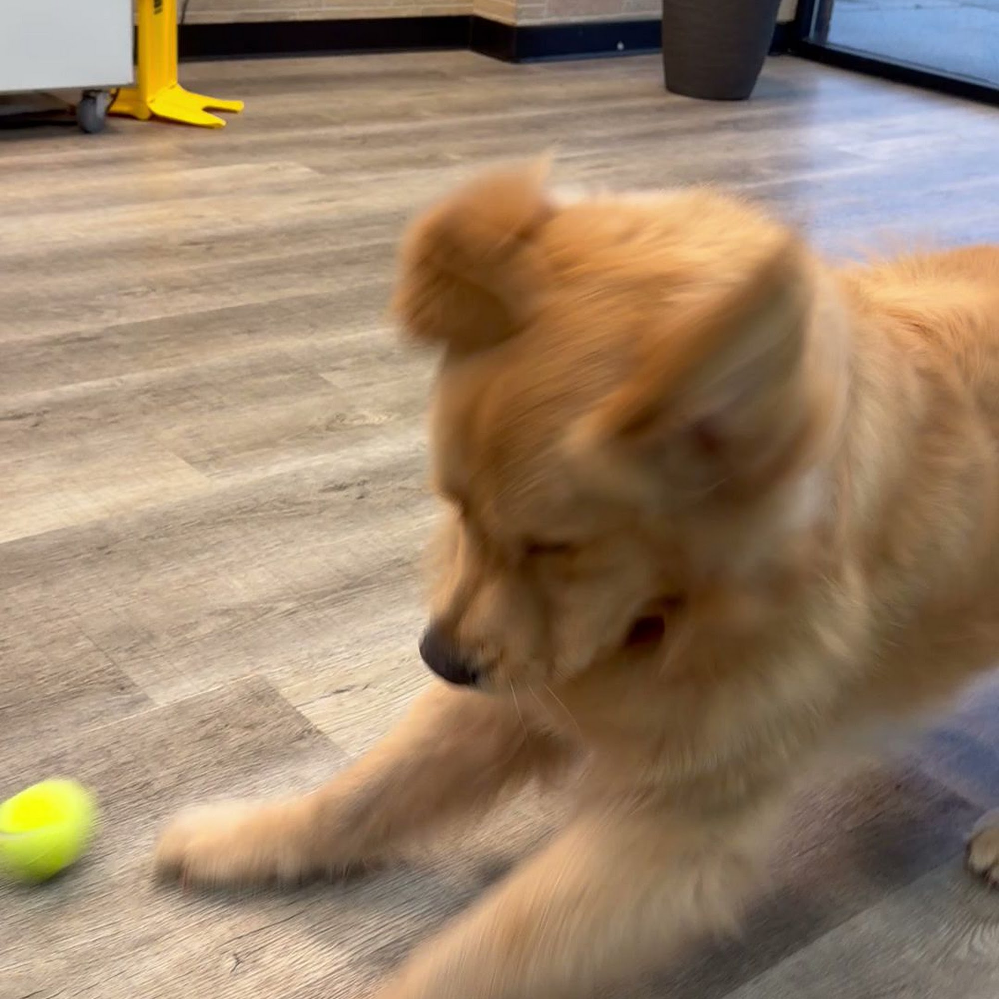 Happy Tails Pet Grooming And Boarding Buford