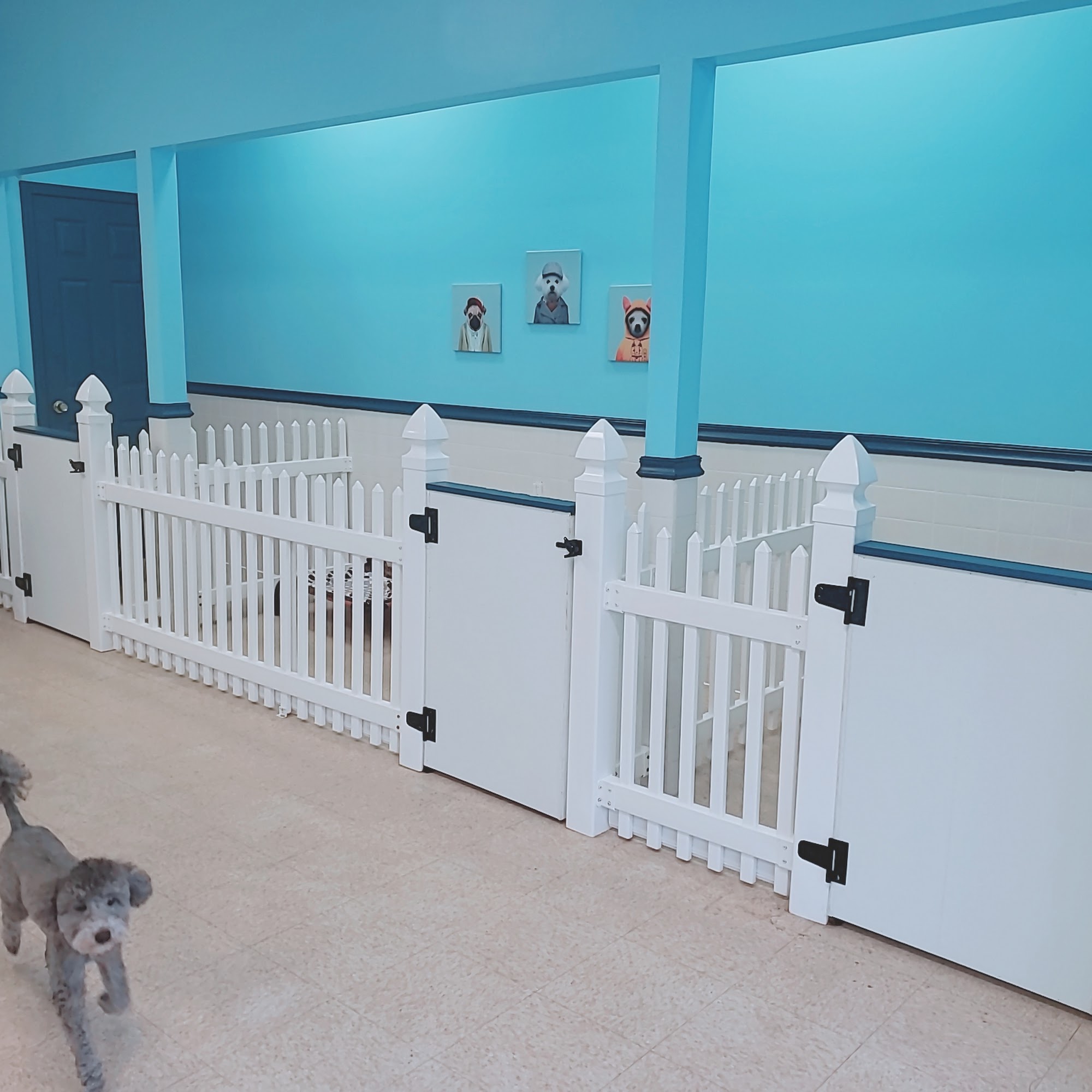 Pet Studio - Grooming & Boarding Buford