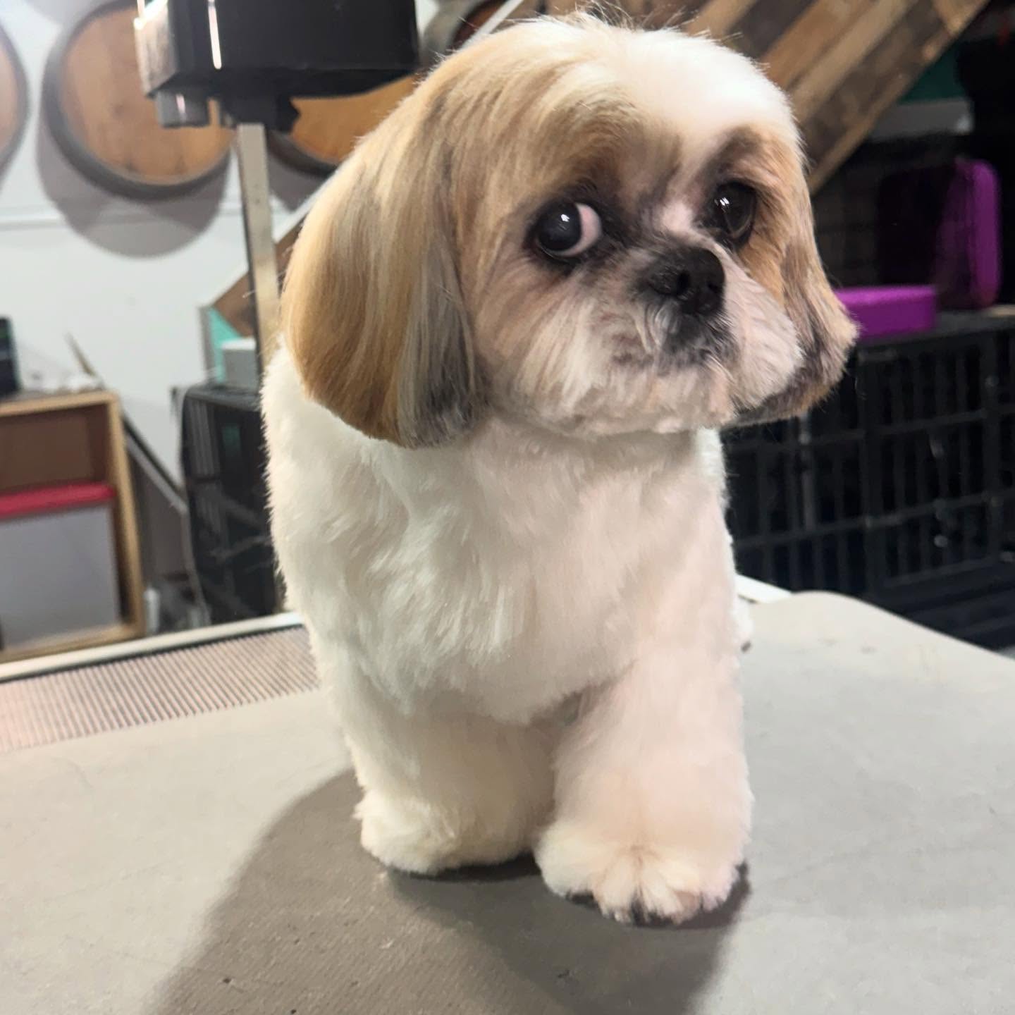 SOL Y LUNA PET SPA GROOMING AND BOARDING Buford