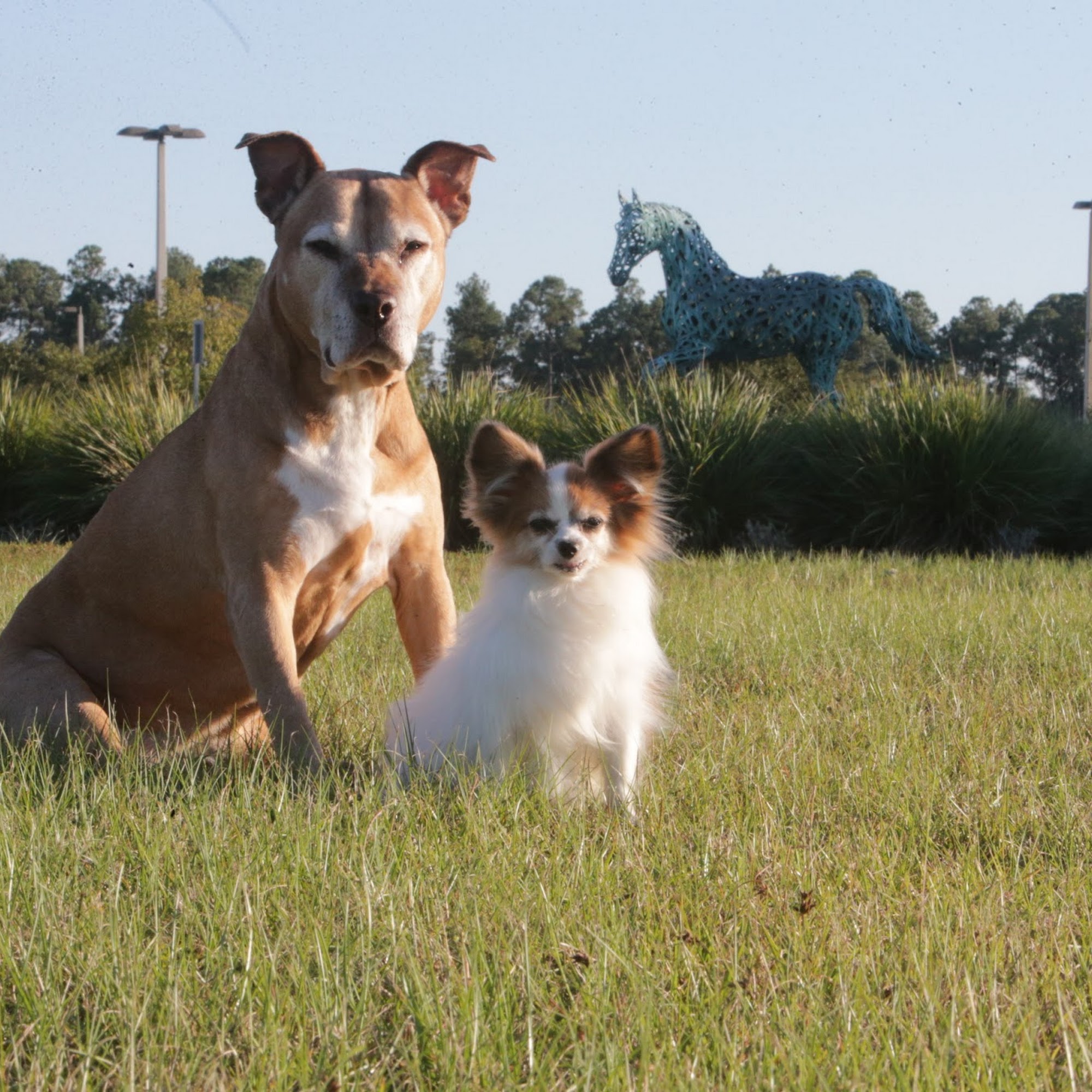 Animal Medical Center Cairo