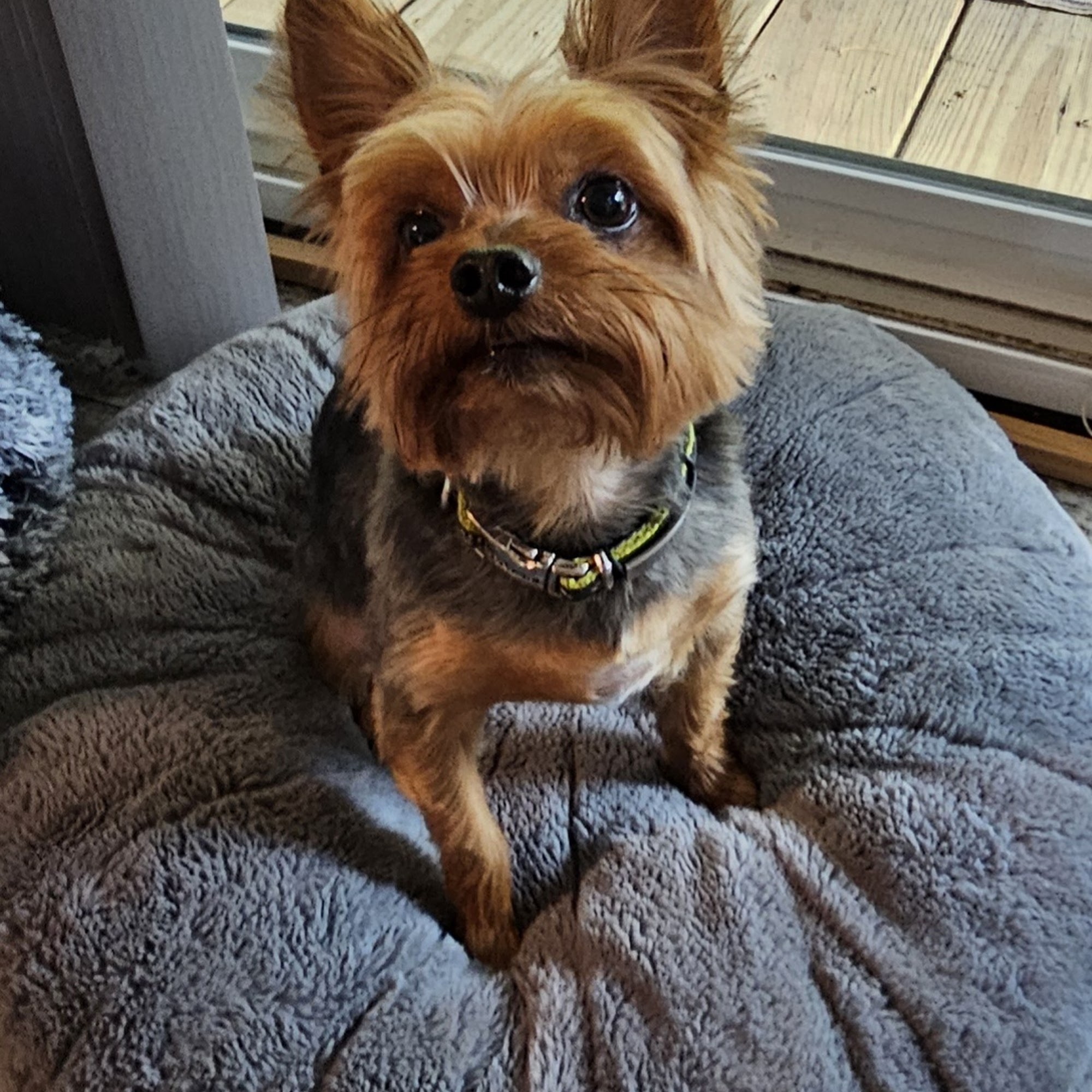 Dinlar Kennels Grooming & Boarding 3396 GA-111, Cairo Georgia 39828