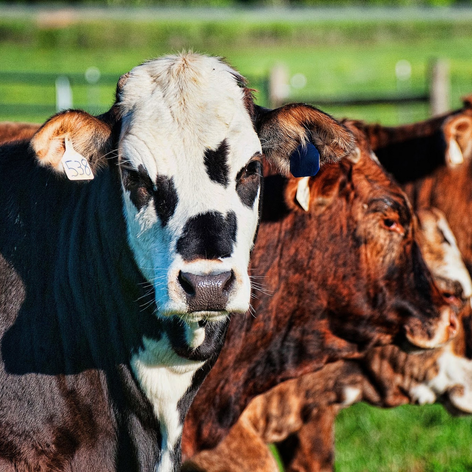 deGraan Farms Calhoun