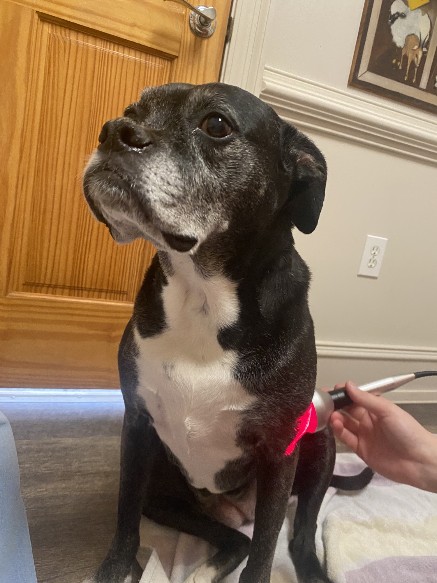 Union Hill Animal Hospital Canton