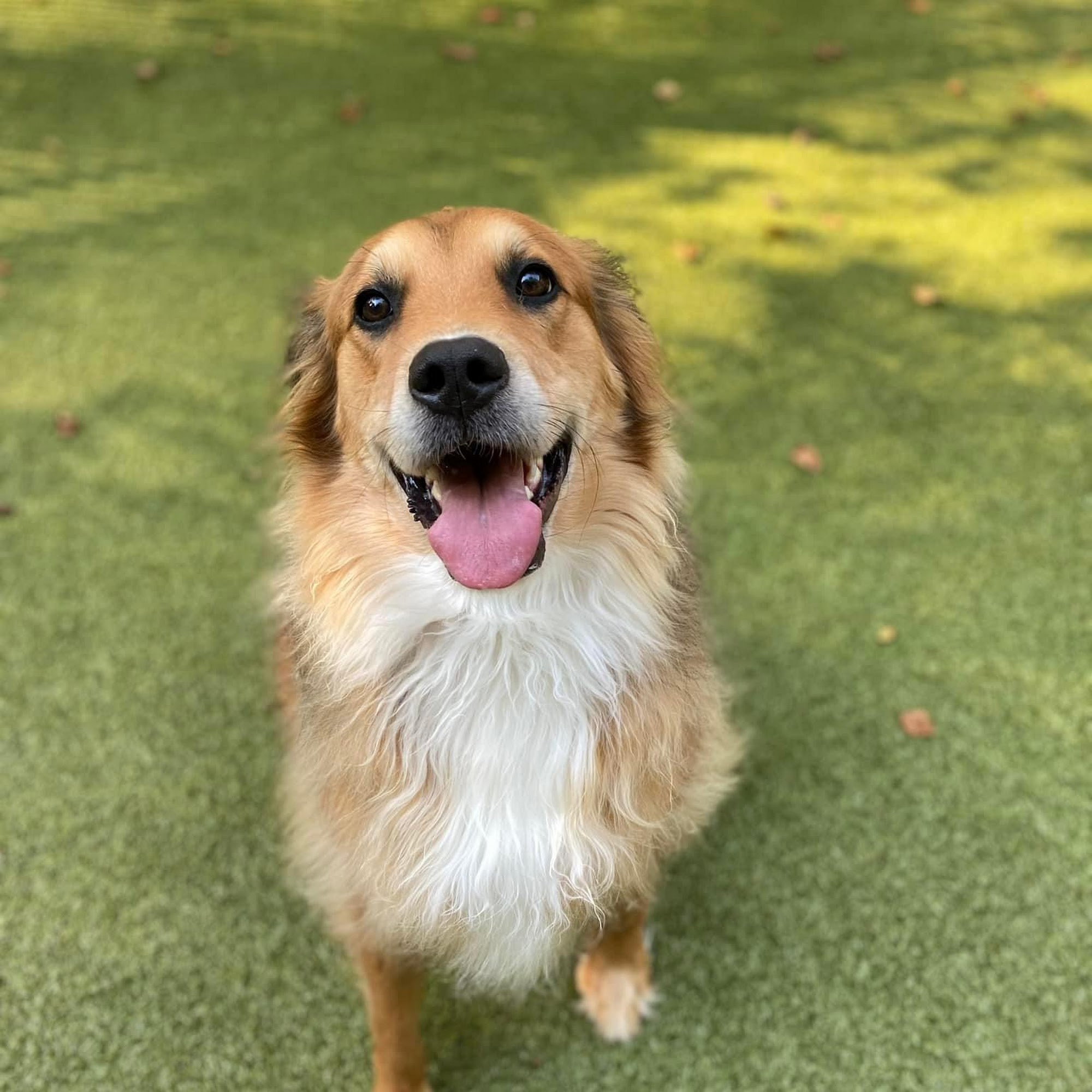 Animal Medical & Surgical Center Canton