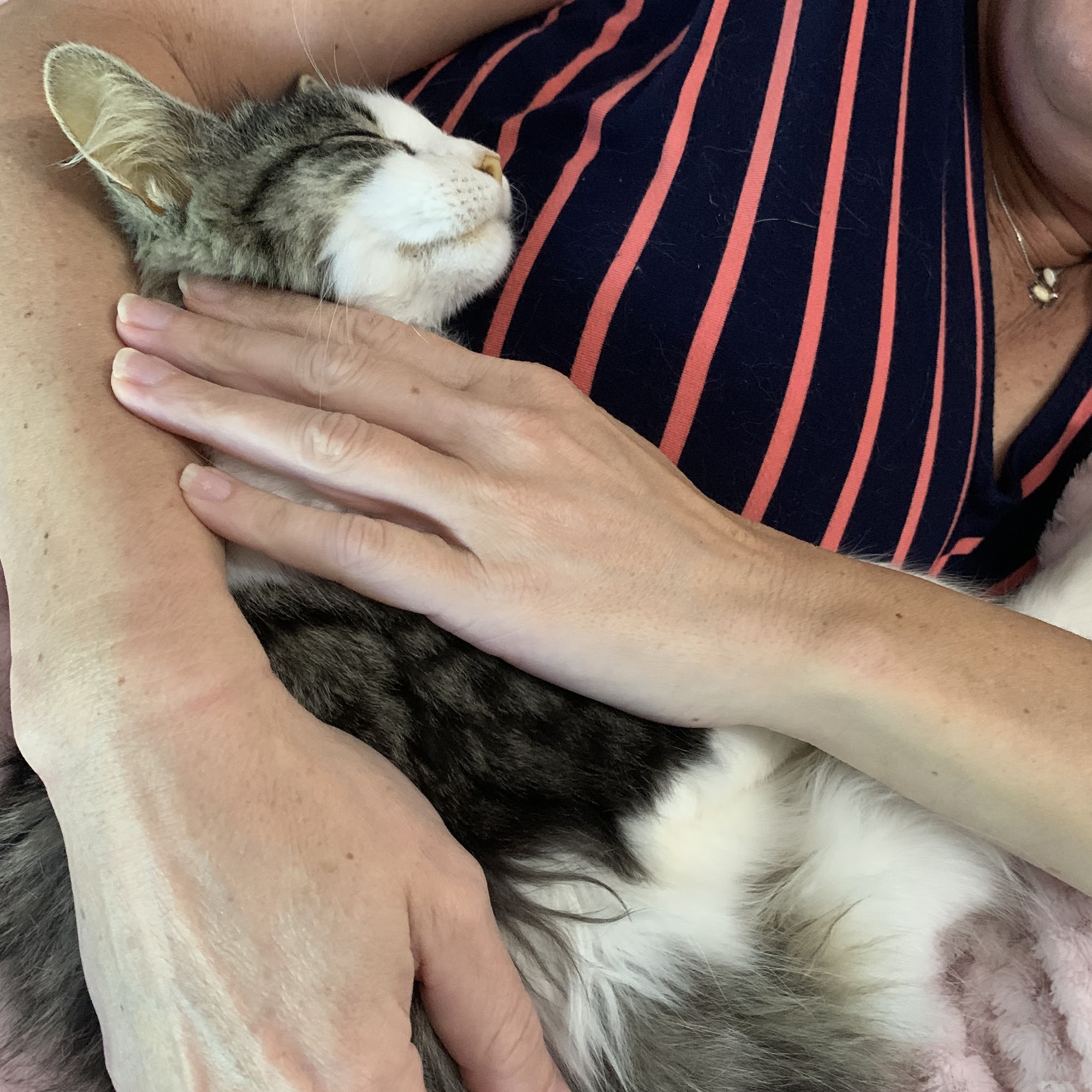 Free Home Animal Hospital Canton