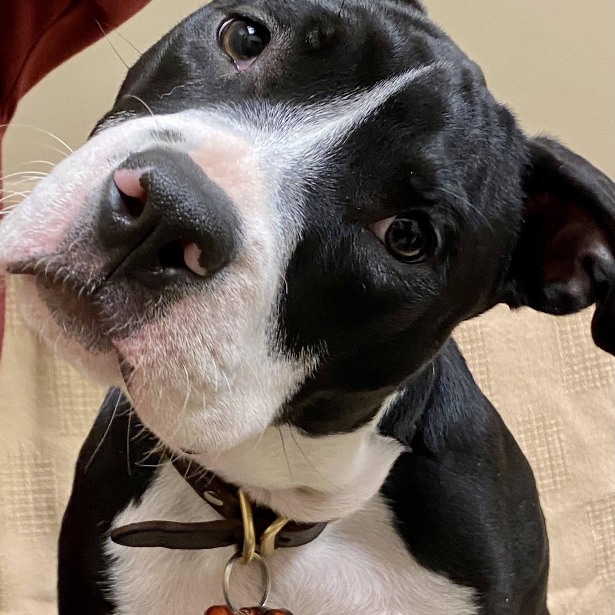 Veterinary Care Center LLC Canton