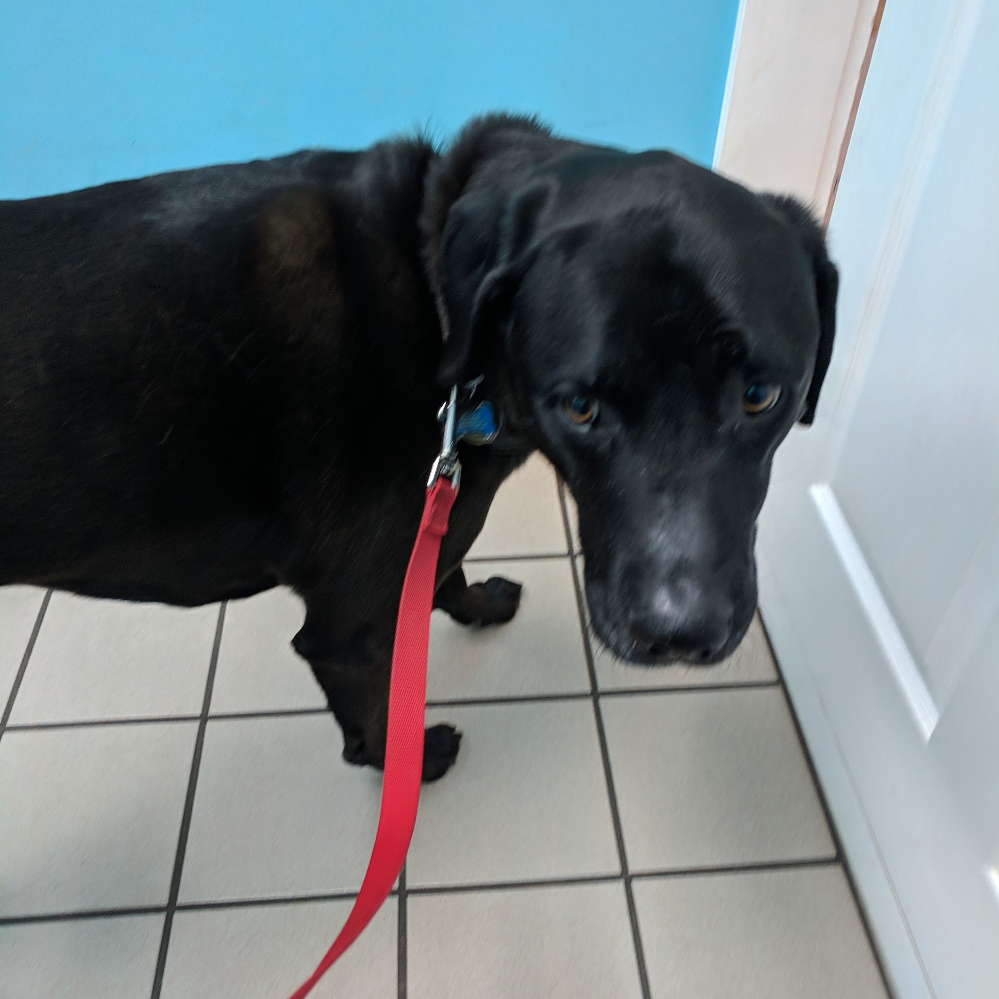 Hickory Flat Animal Hospital Canton