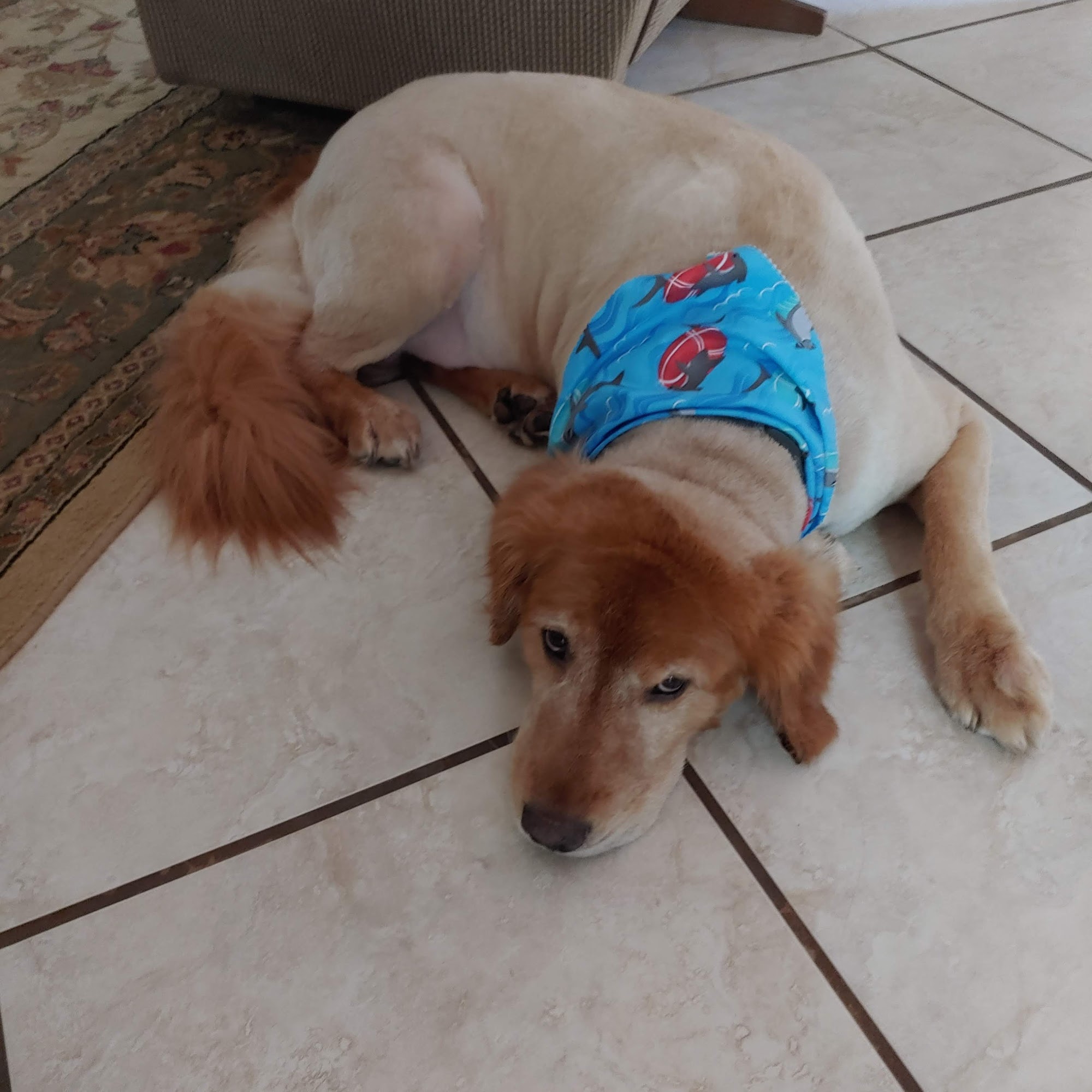 BridgeMill Animal Hospital Canton