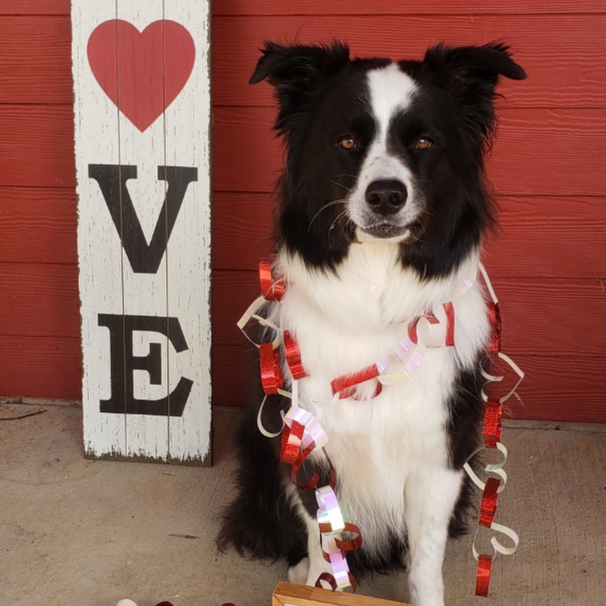 Persimmon Creek Animal Hospital Canton