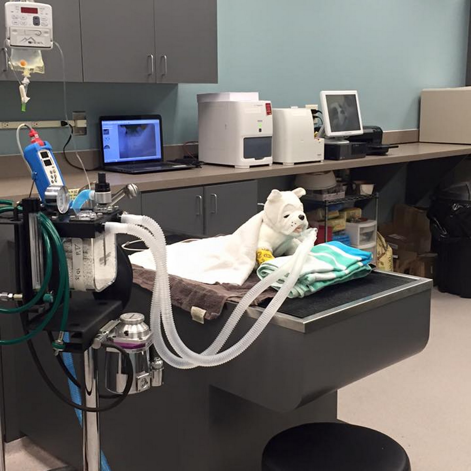 Harmony Animal Hospital Canton