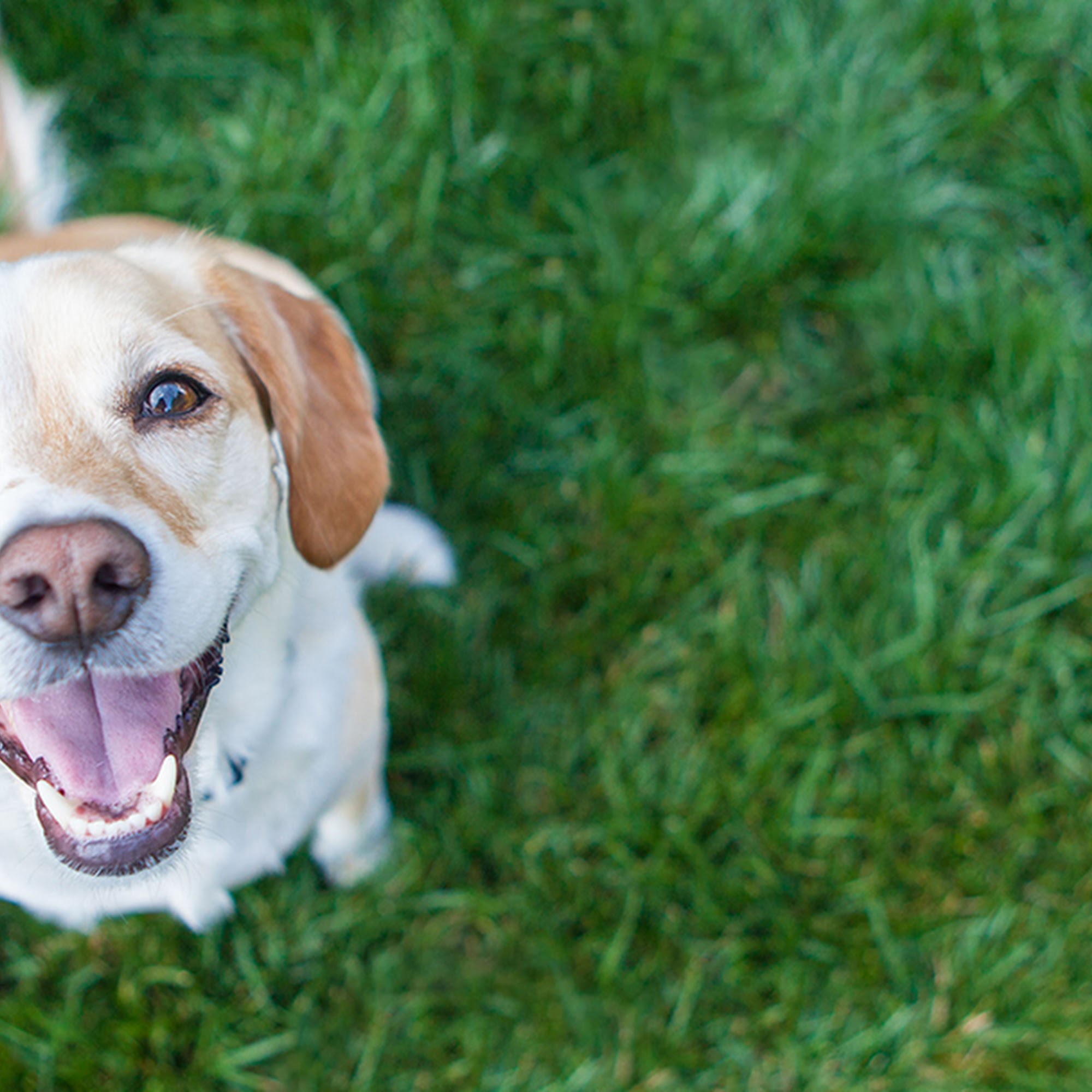 Savy Paws Pet Resort Canton