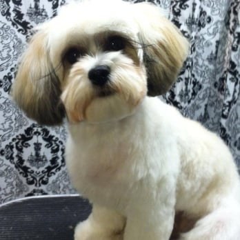 Hair Of The Dog Professional Grooming and Canine Care Canton