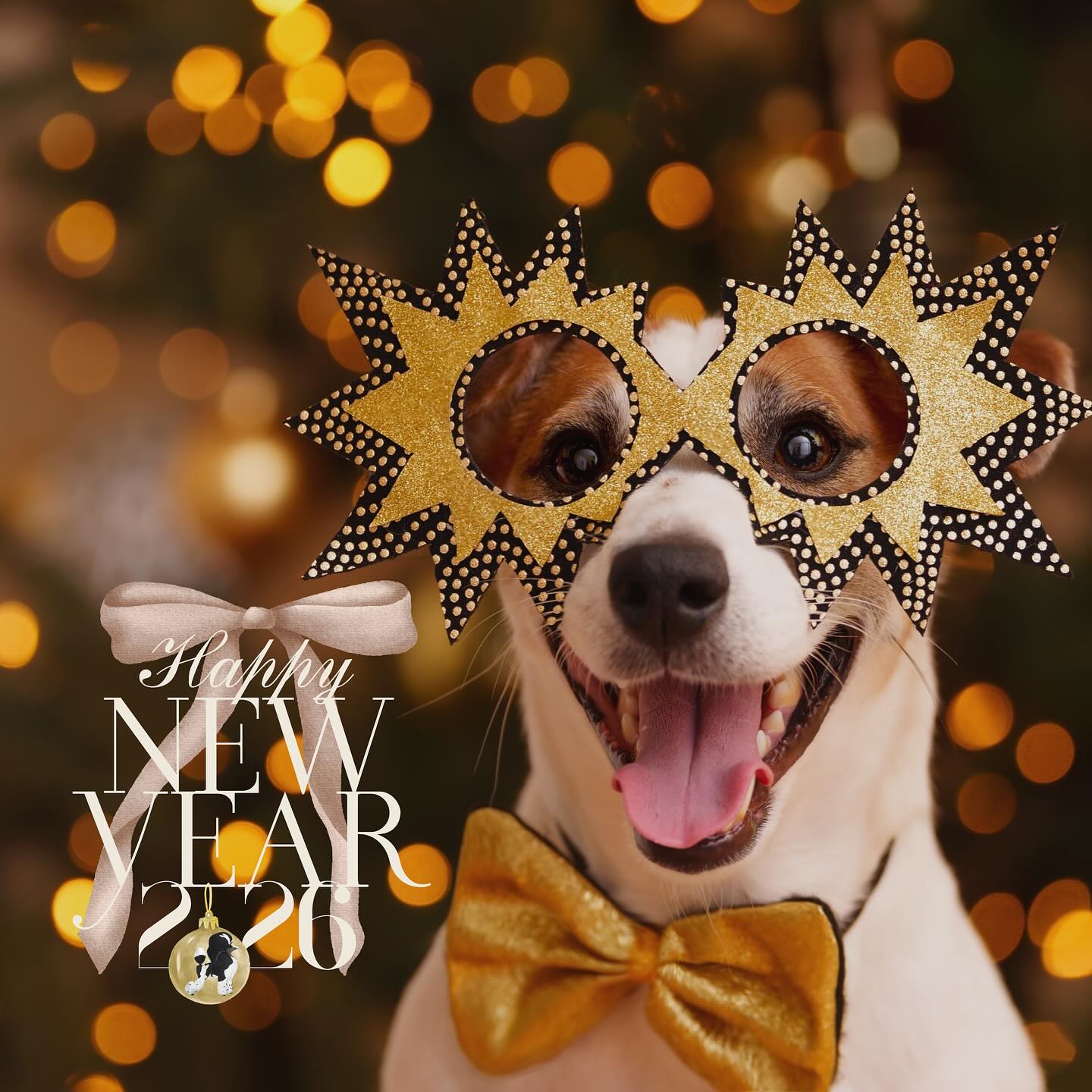 Hair Of The Dog Professional Grooming and Canine Care Canton