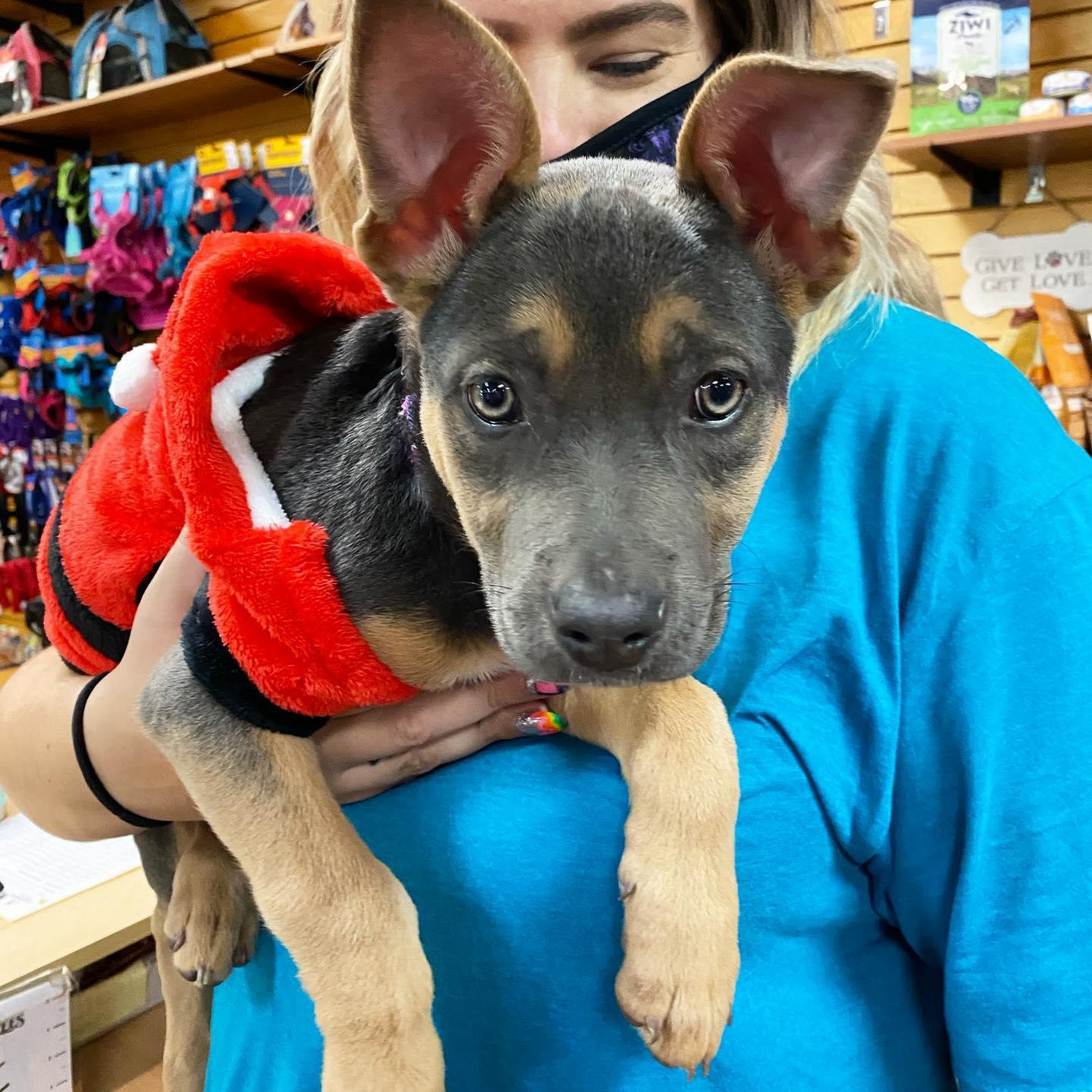 Top Dogs Pet Boutique Canton