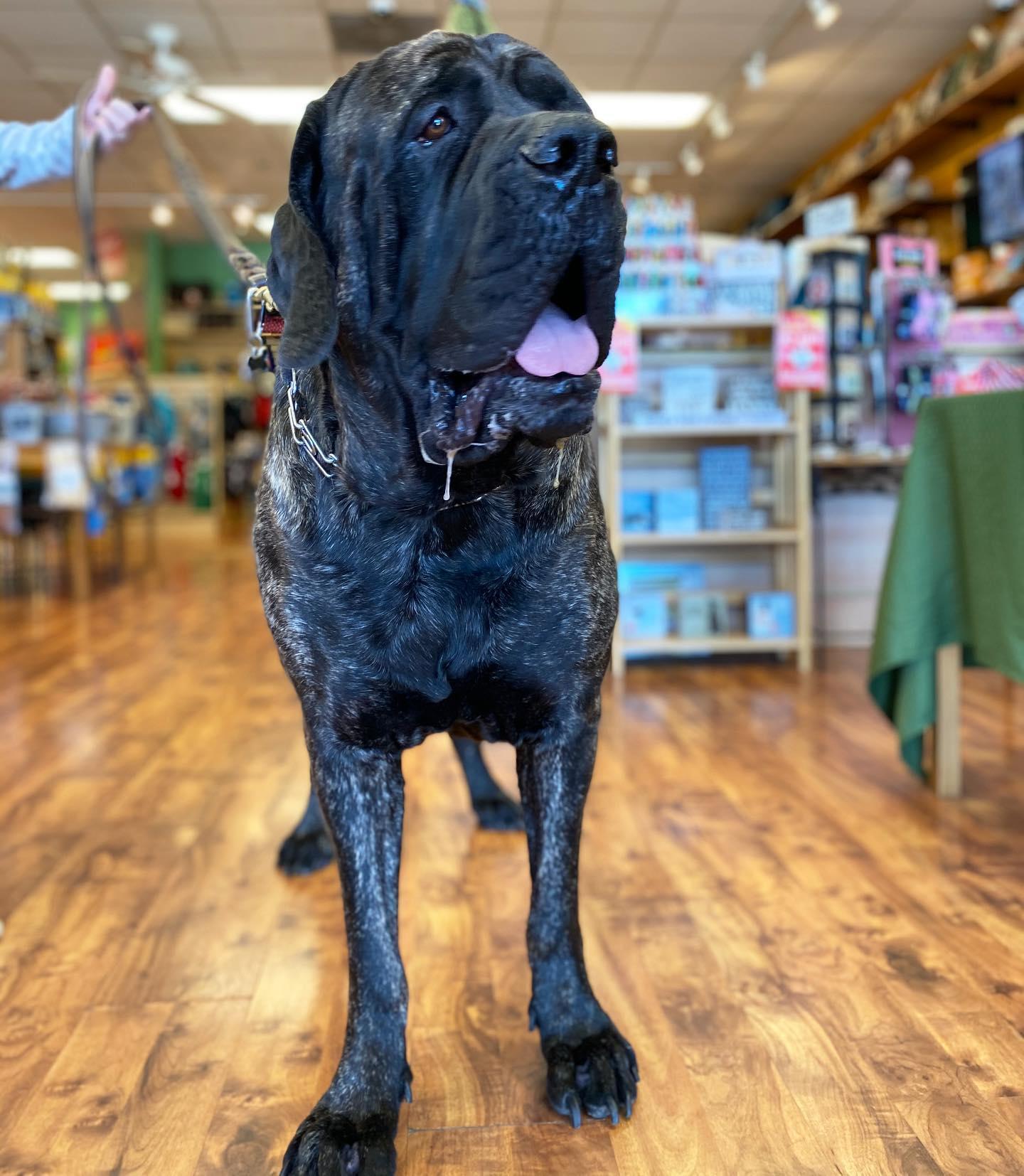 Top Dogs Pet Boutique Canton