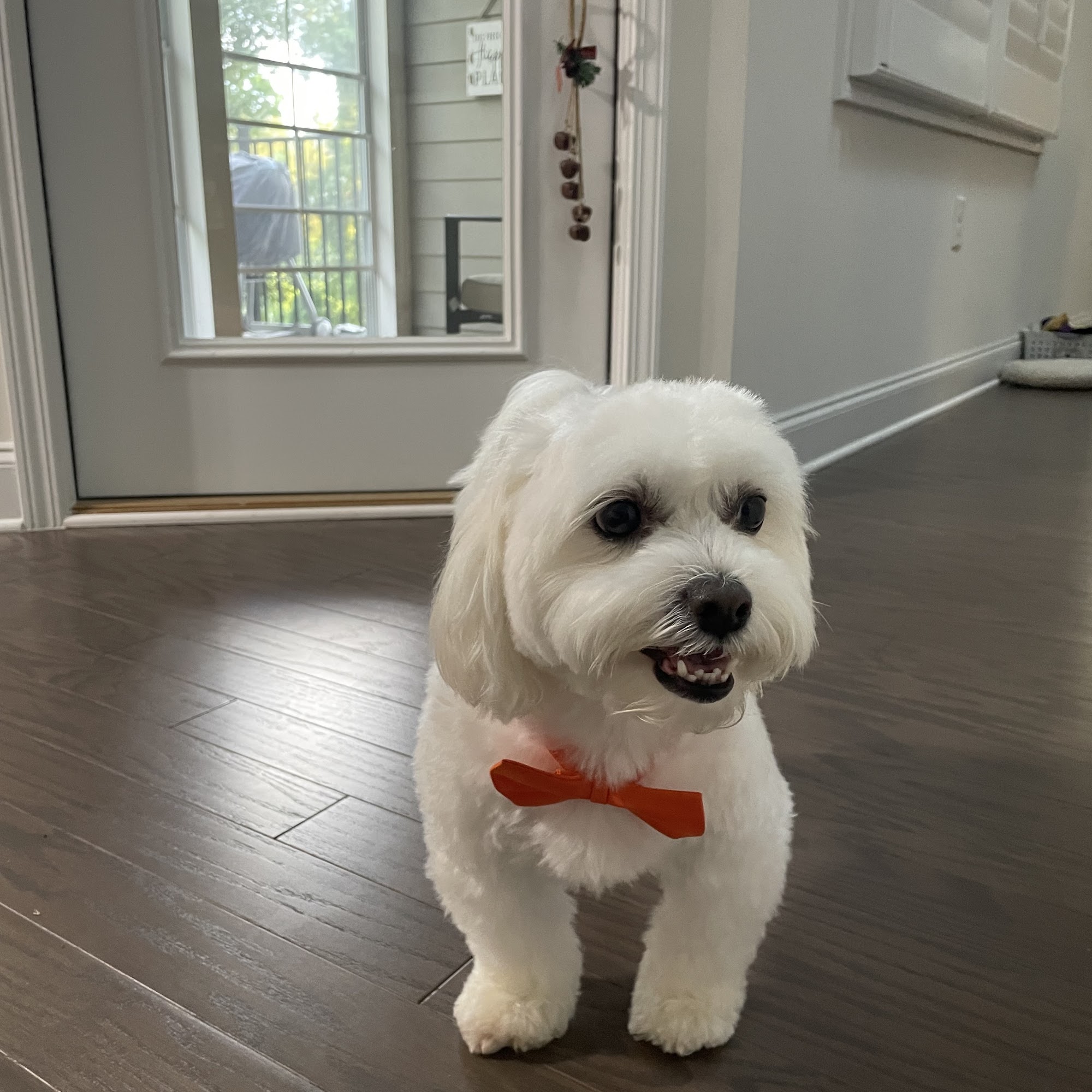 Canton Pet Spa 1750 Marietta Hwy, Canton Georgia 30114