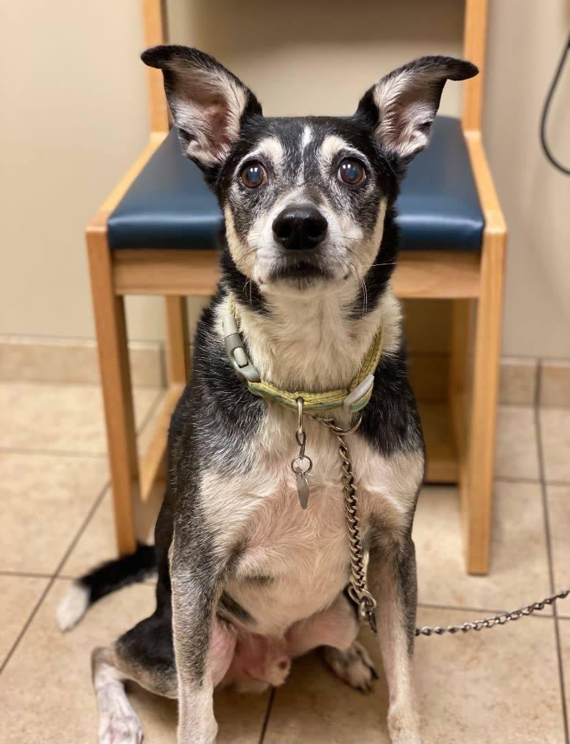 VCA Carrollton Animal Hospital Carrollton