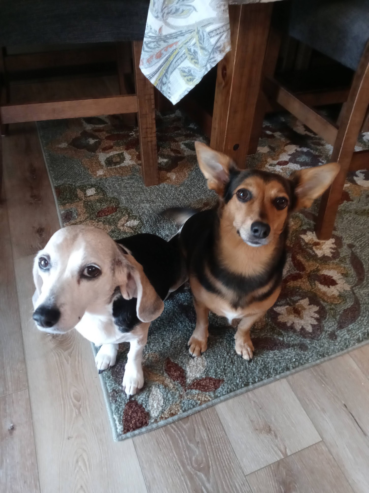 Carroll County Animal Hospital PC Carrollton