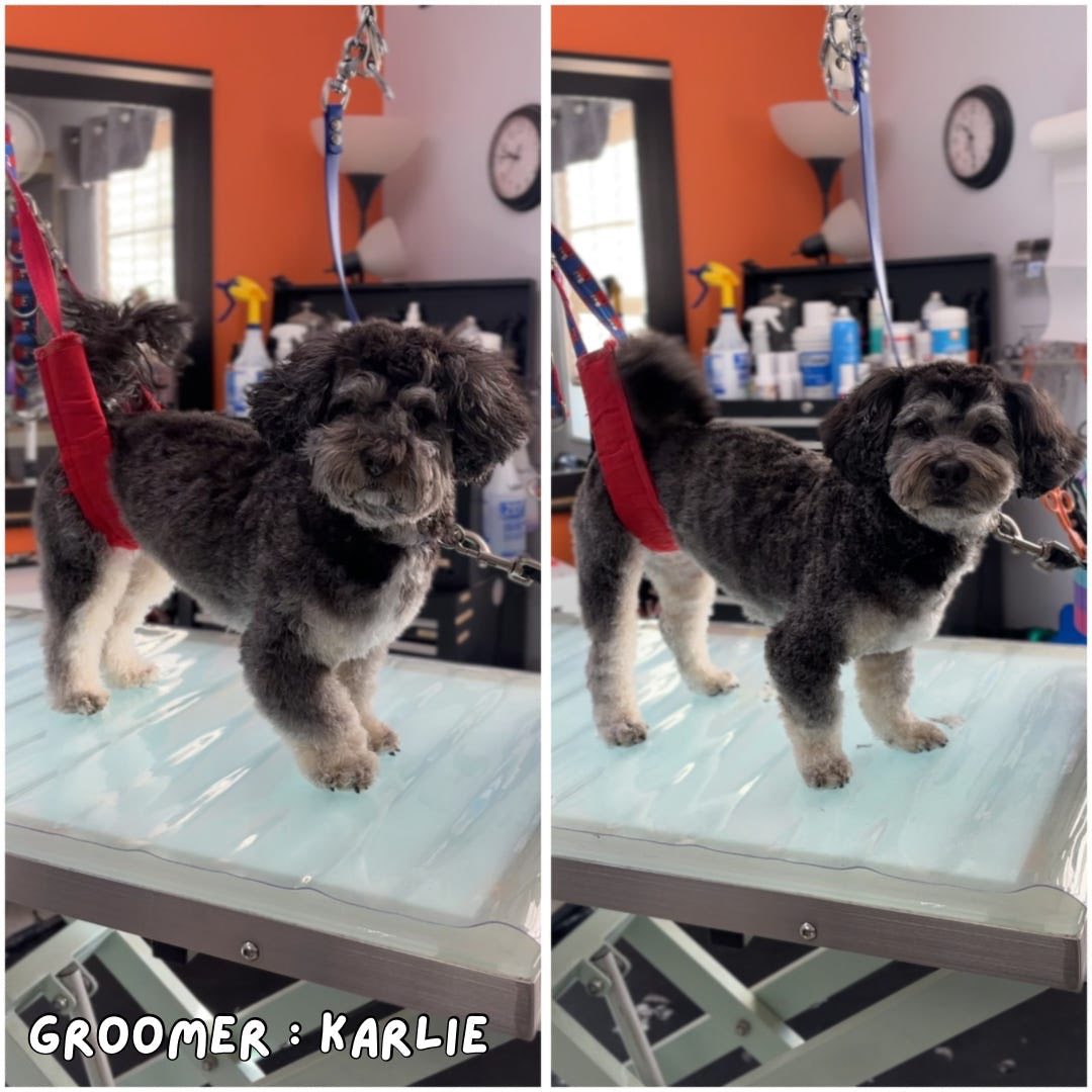 Critter Care Plus Carrollton