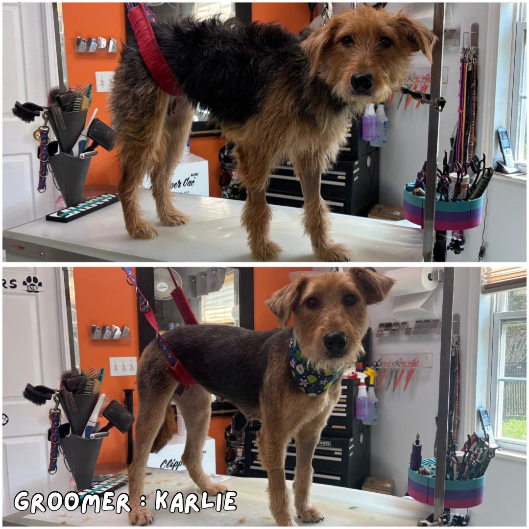 Critter Care Plus Carrollton