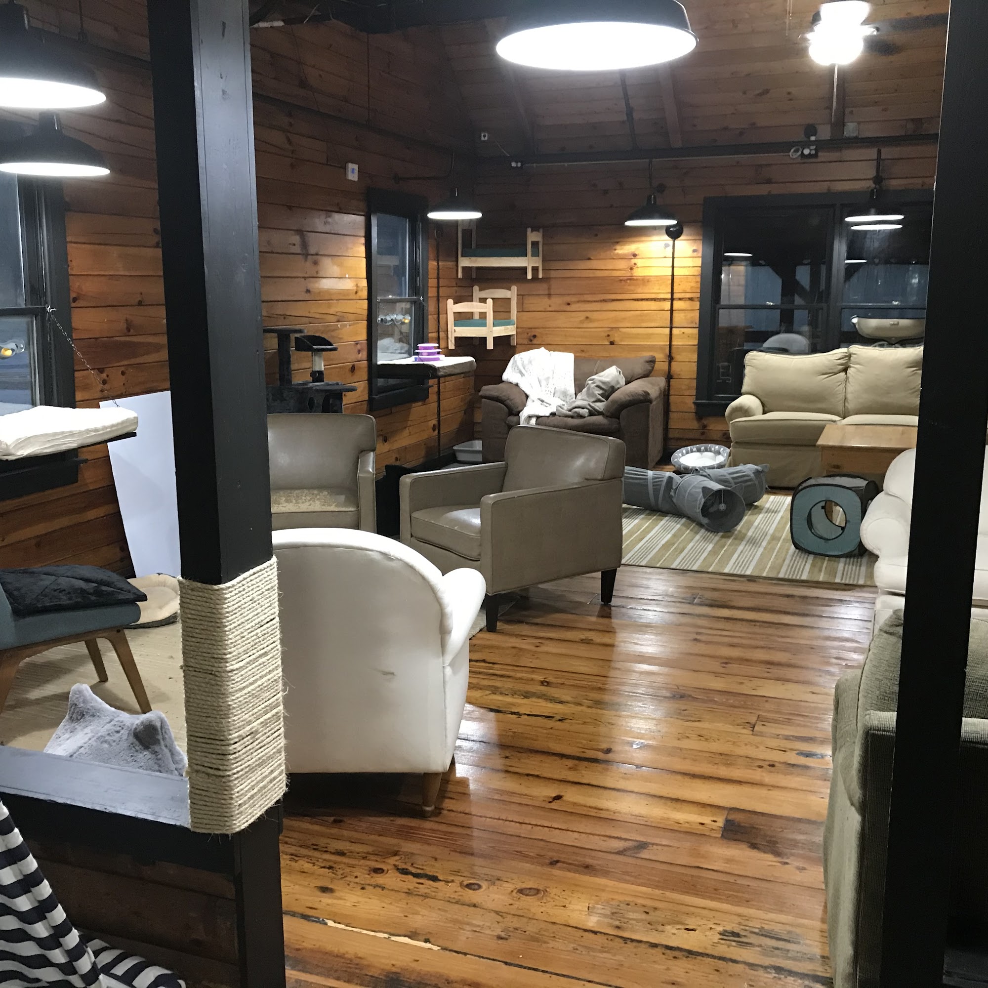 Fur Babies Cat Cafe Carrollton