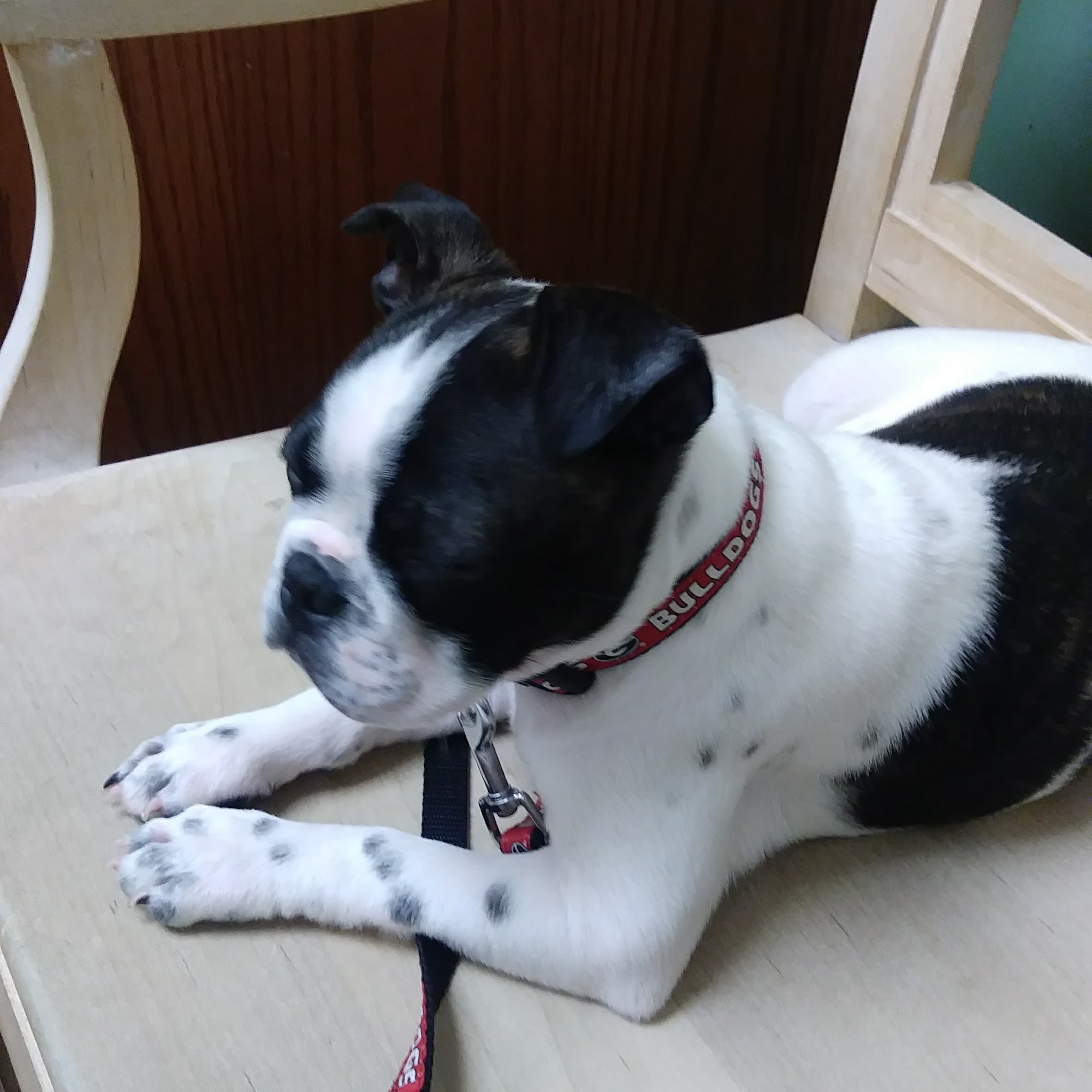 Euharlee Animal Clinic Cartersville