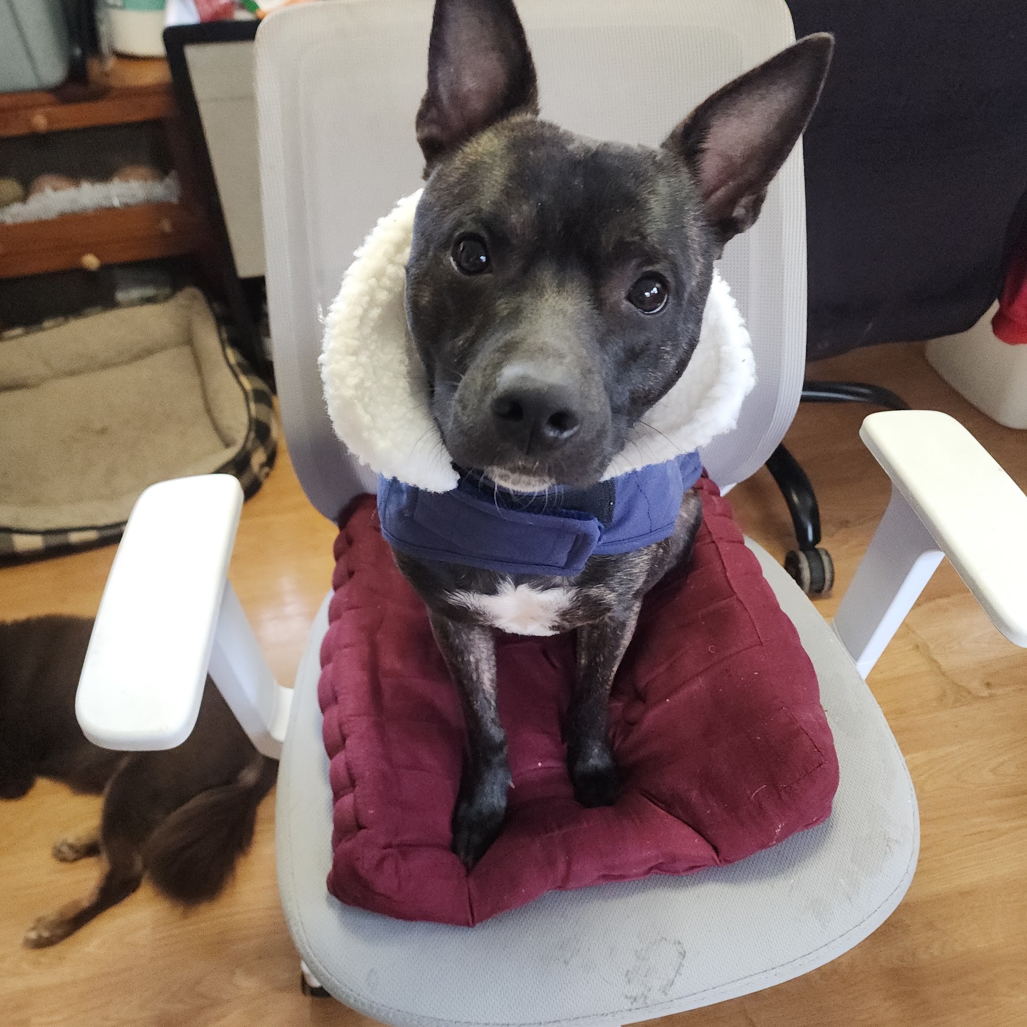 Pet Vet Clinic Cartersville