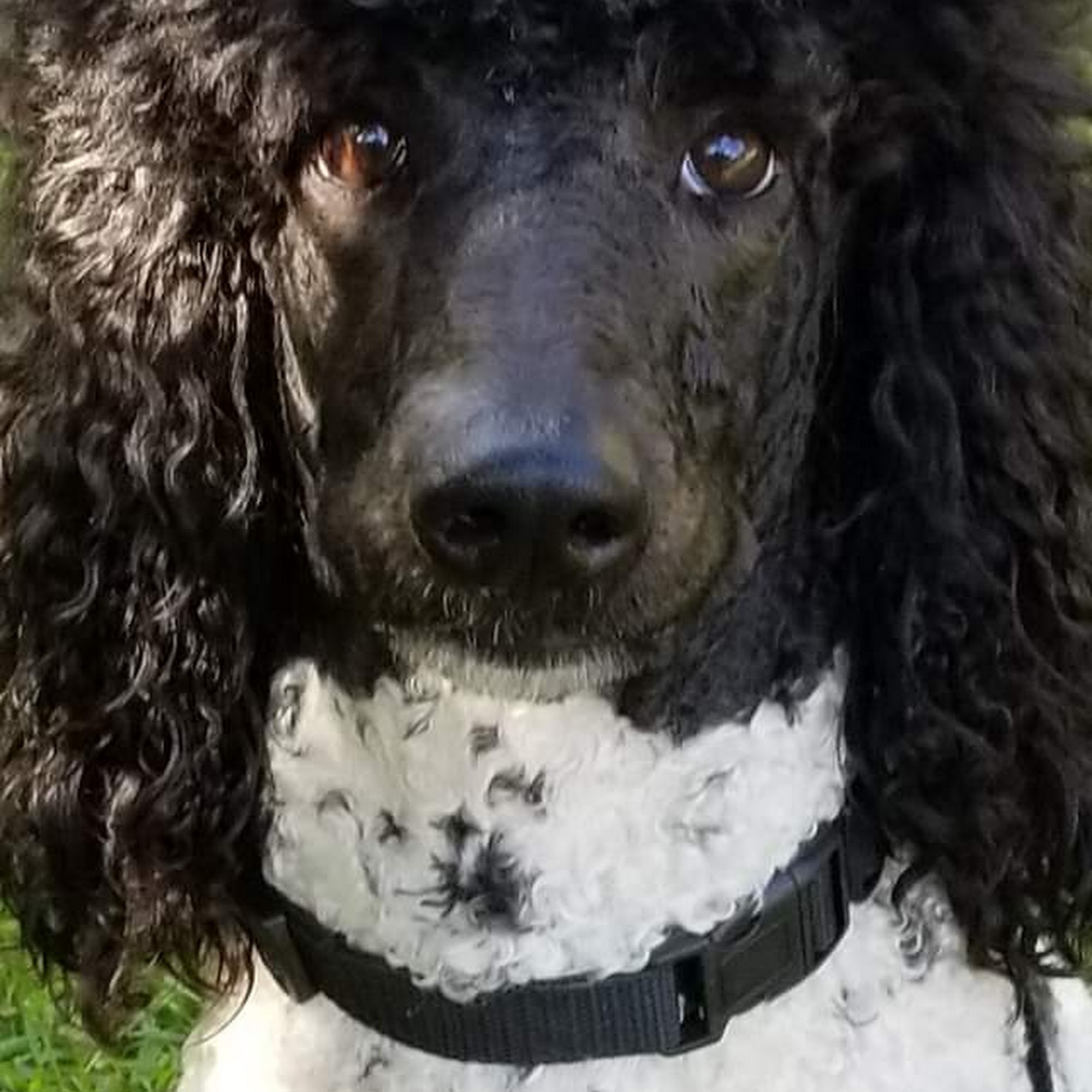 Dr. Tripp, A L DVM Cartersville