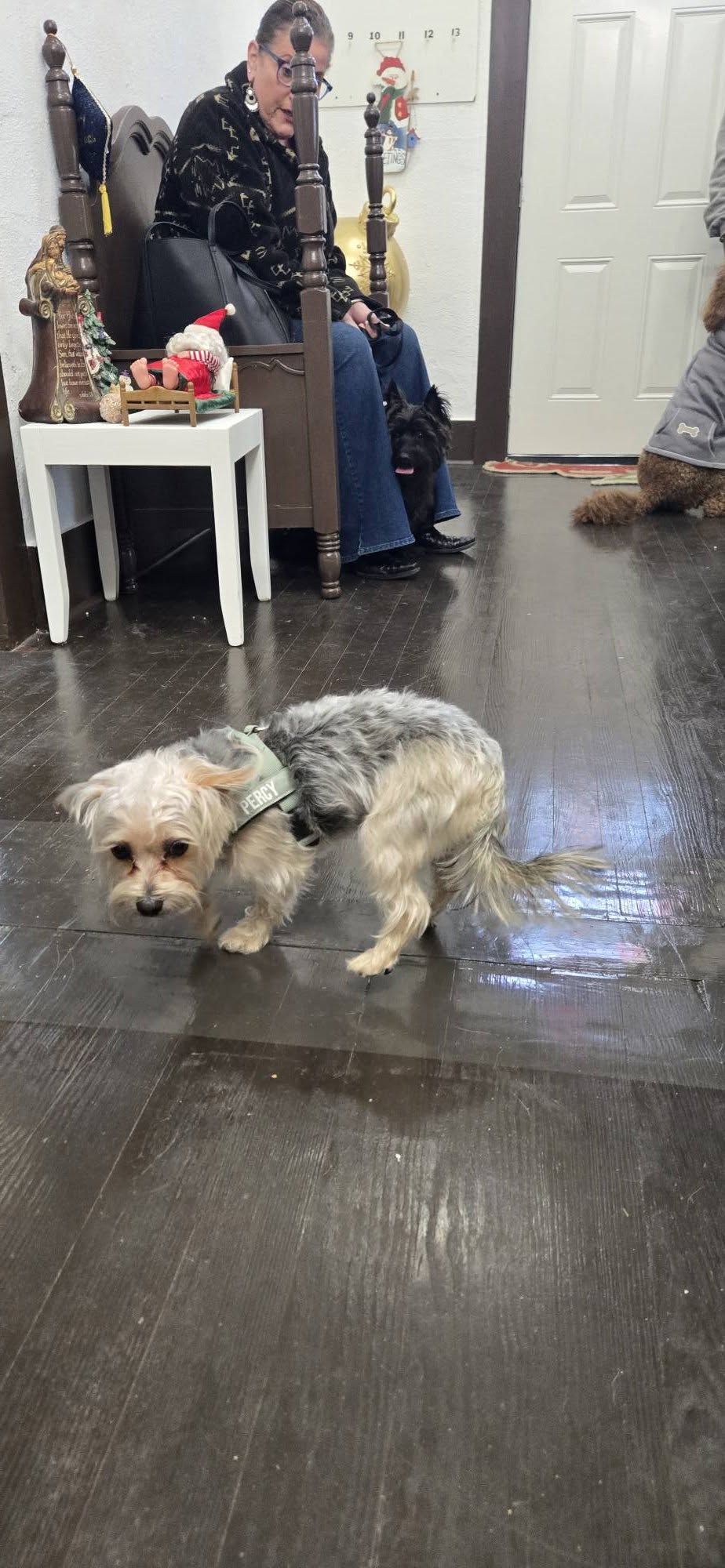 Ada's Pet Grooming Cartersville