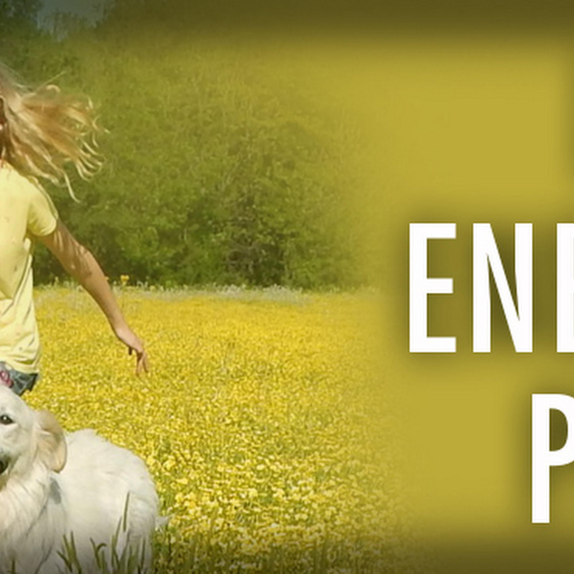 Golden Retrievers Atlanta 79 Old Grassdale Rd NE, Cartersville Georgia 30121