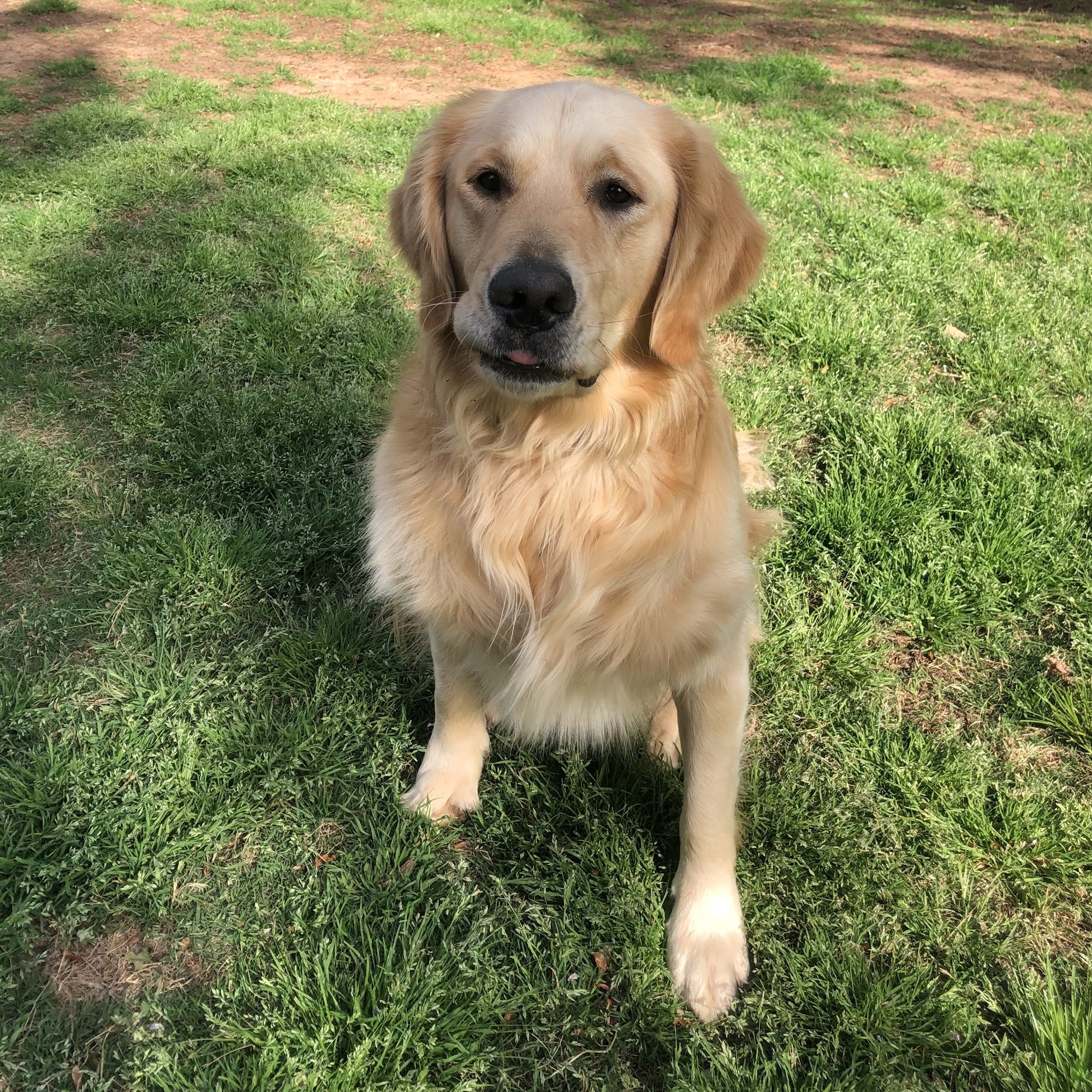 Golden Retrievers Atlanta Cartersville
