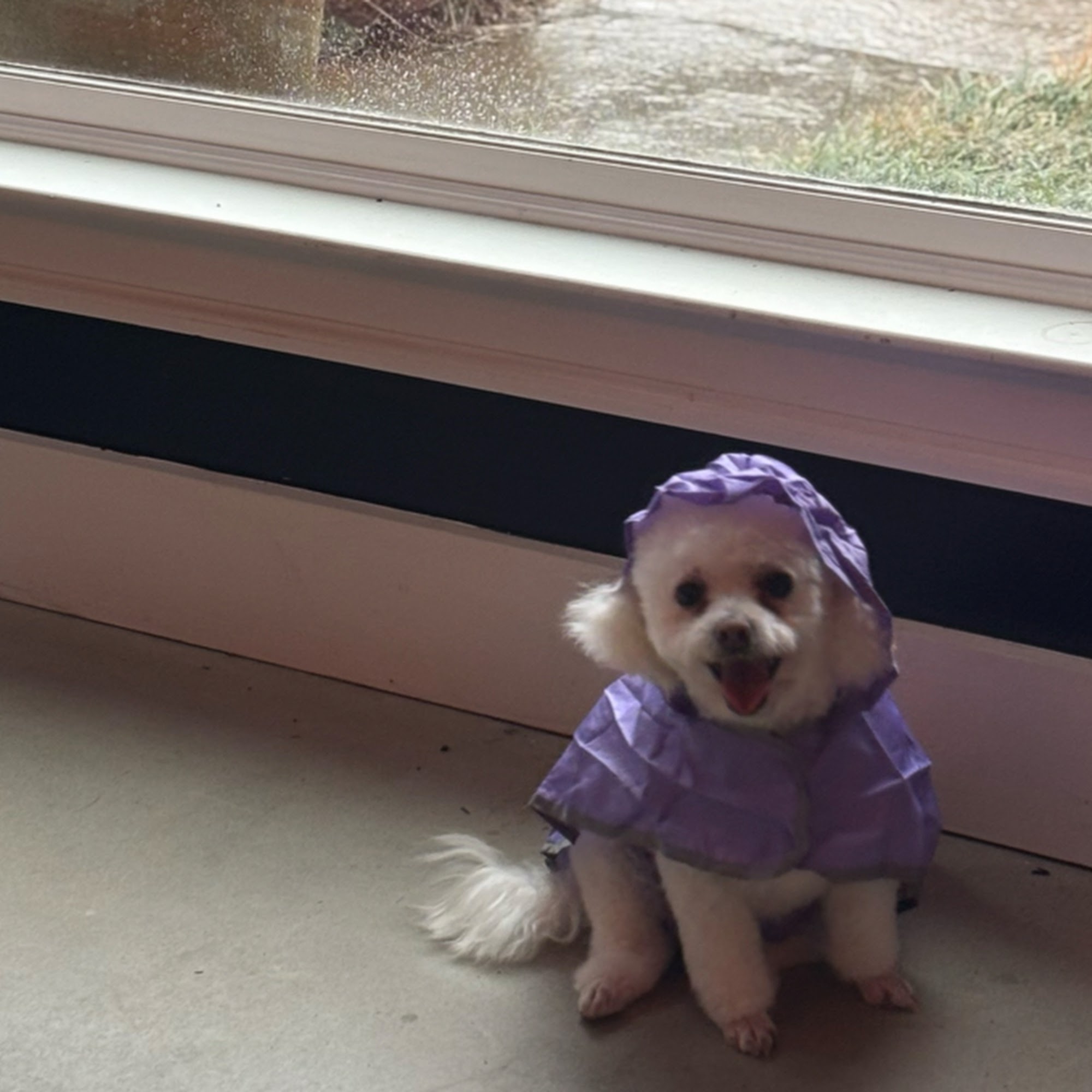 Dogs By Design 9206 Selborne Ln #100, Chattahoochee Hills Georgia 30268