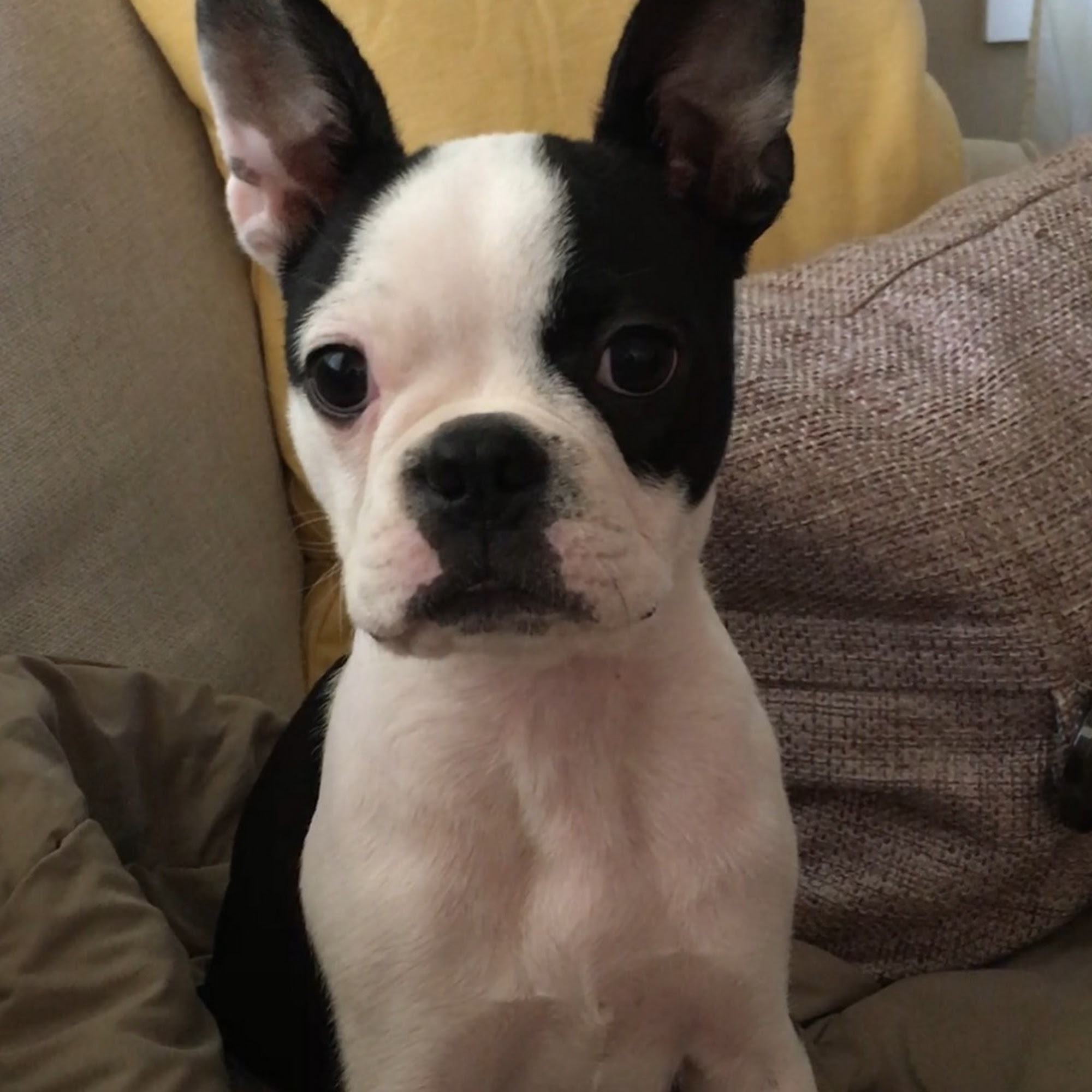 Mill Creek Veterinary Hospital Clarkesville