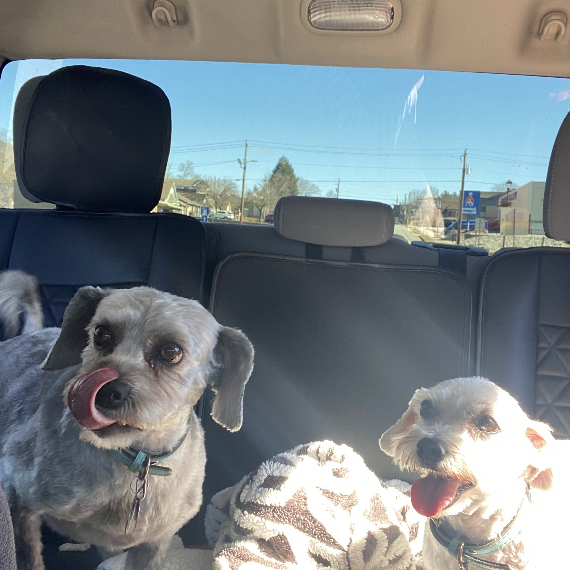 Furry Affair 287 Valley St, Clayton Georgia 30525