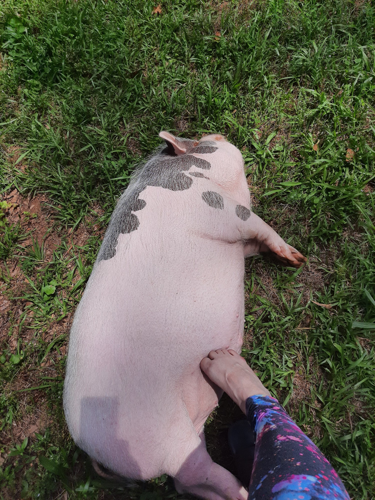 Clermont Veterinary Hospital Clermont