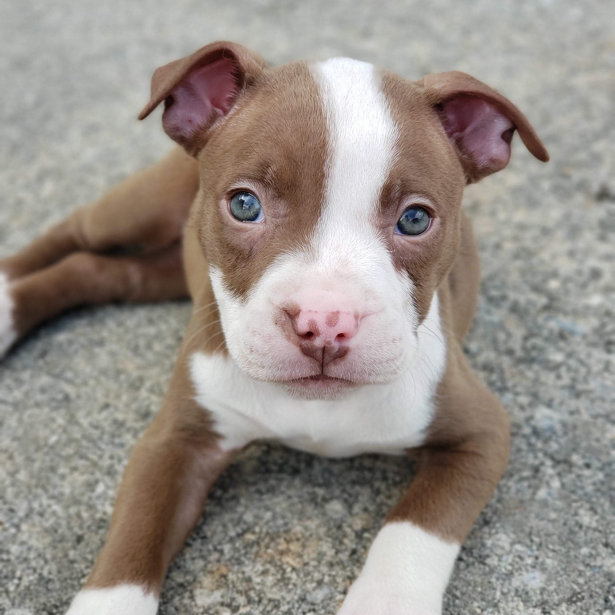 Clermont Veterinary Hospital Clermont