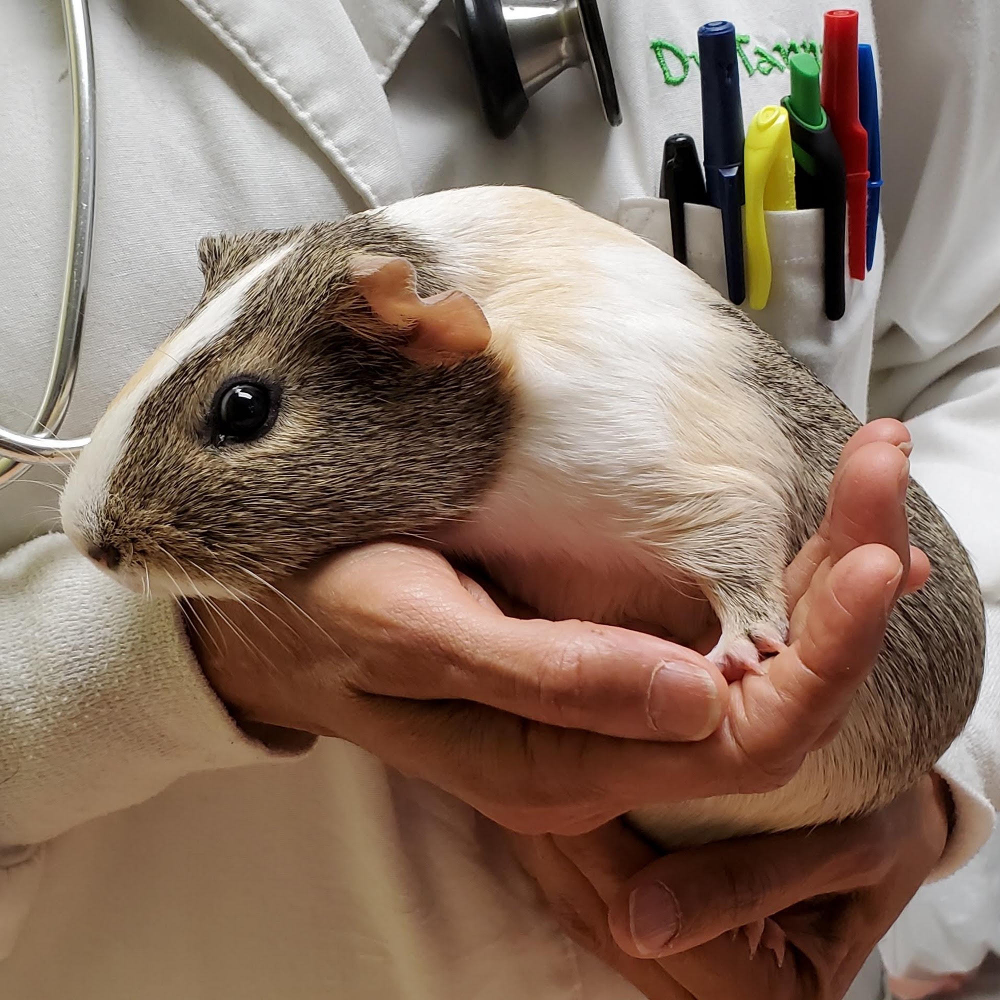 Buena Vista Road Animal Hospital Columbus