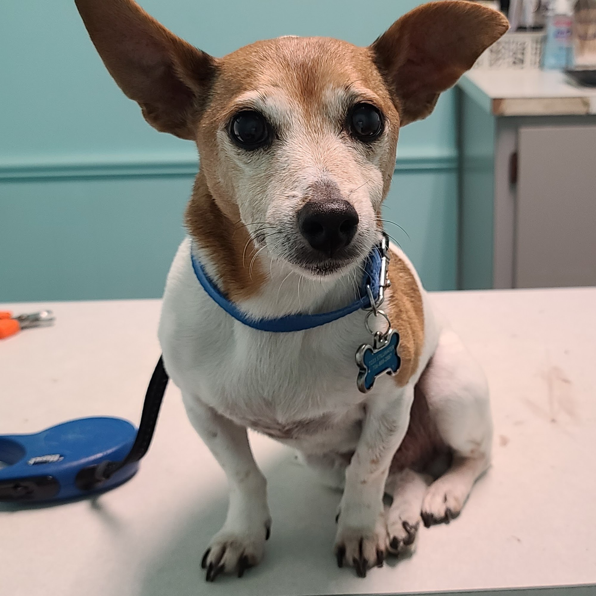 Macon Road Veterinary Clinic Columbus