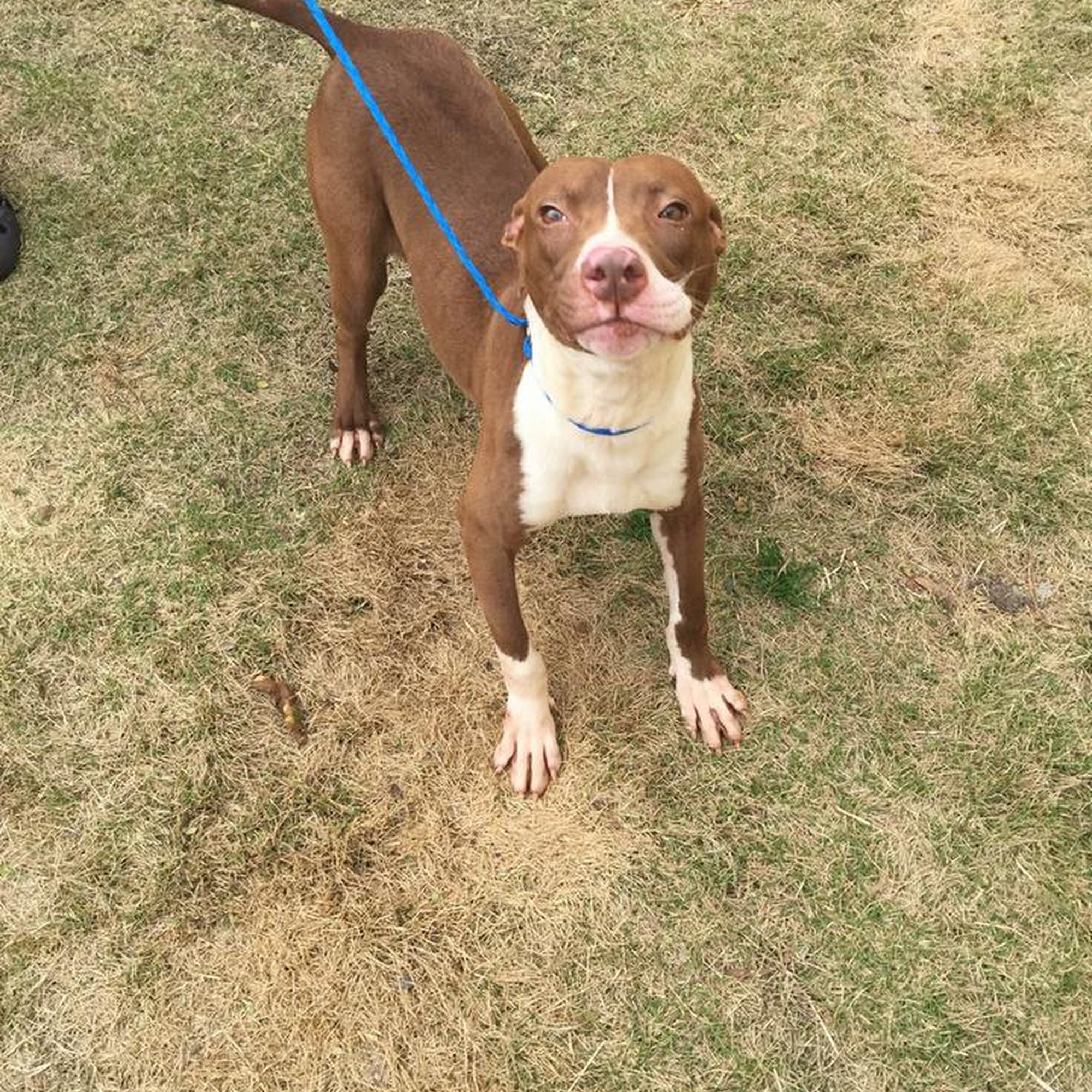 Northside Animal Hospital Columbus