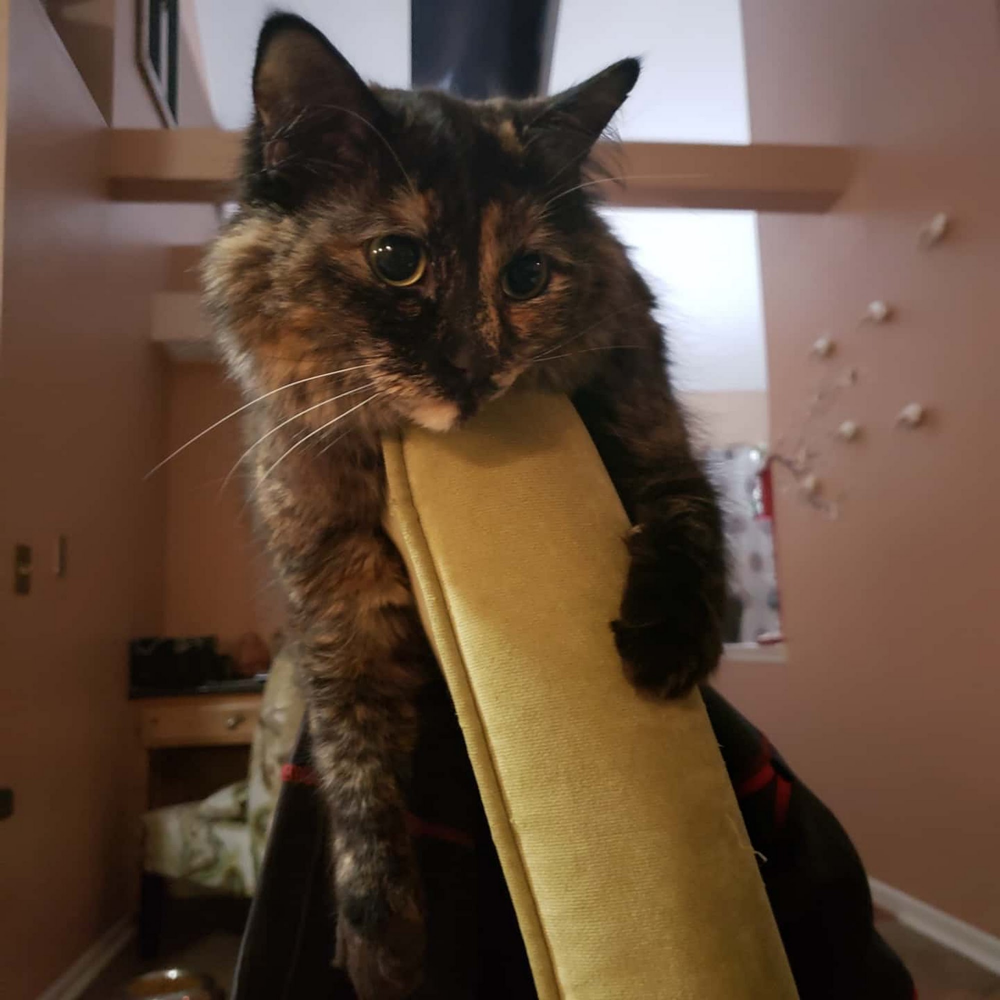 Weems Road Animal Hospital Columbus