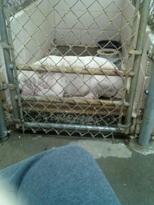 Dr. JoAnn Perrella Columbus