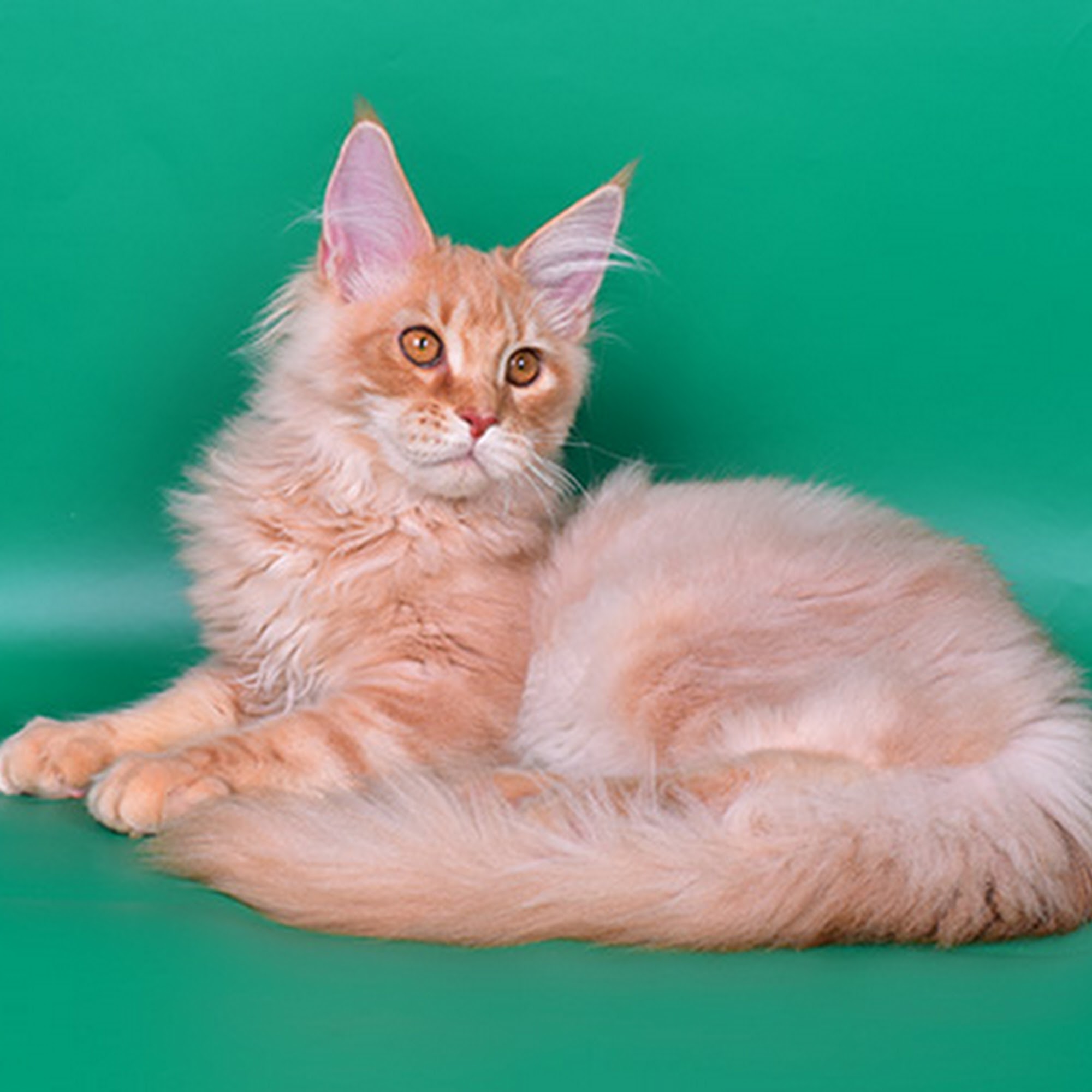 Pet Supermarket Columbus